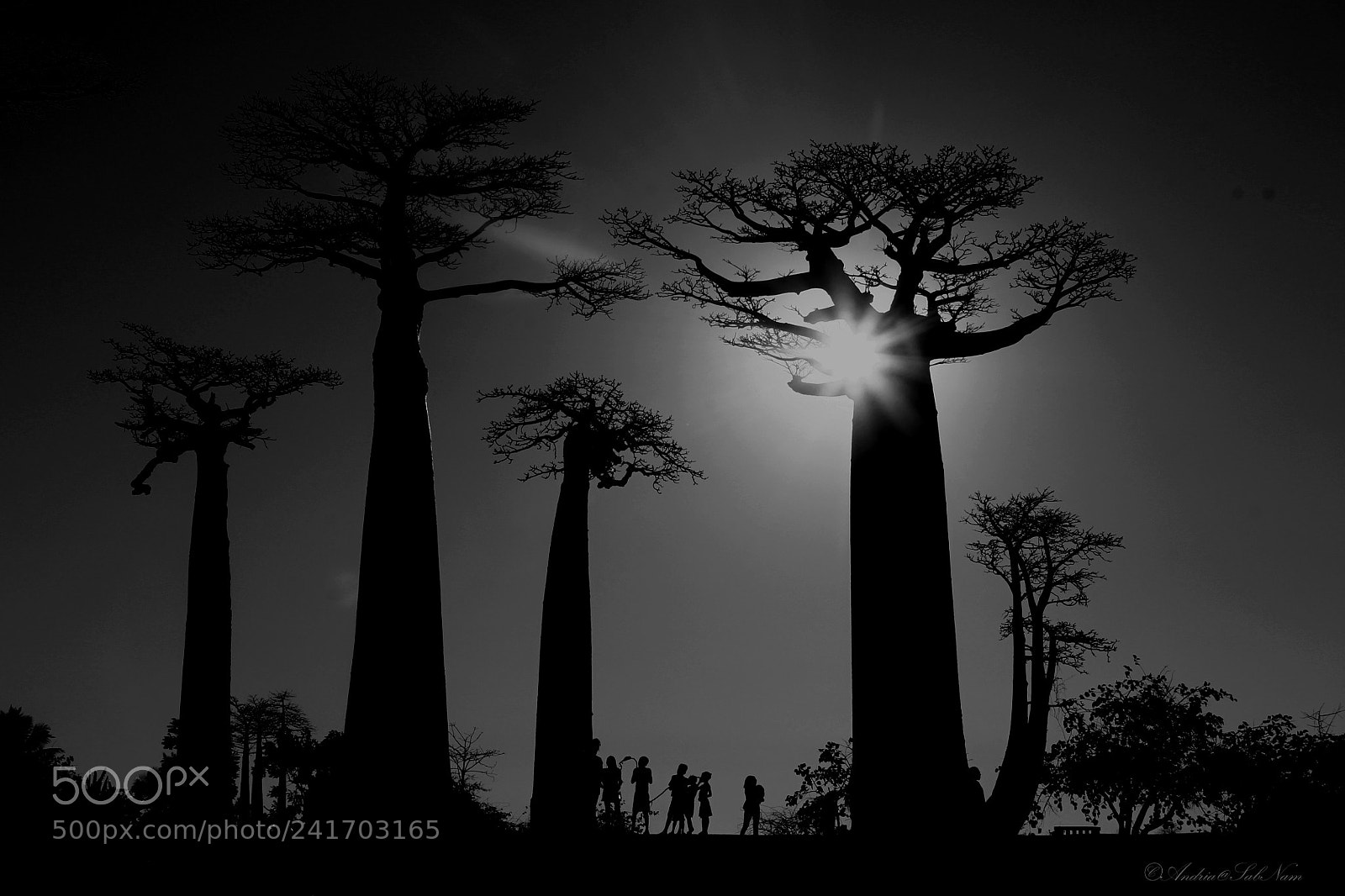 Canon EOS 1100D (EOS Rebel T3 / EOS Kiss X50) sample photo. Allée des baobabs photography