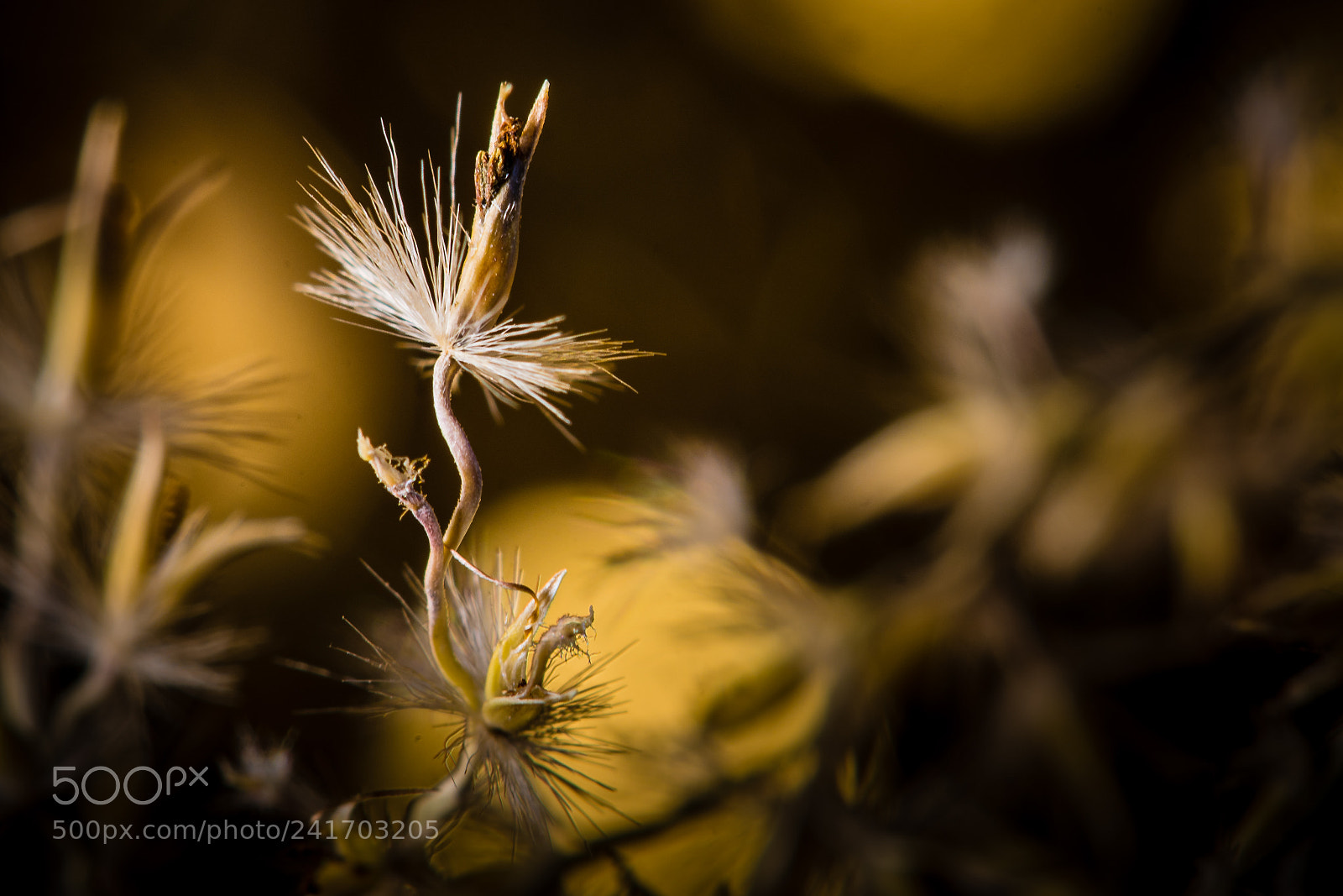 Nikon D7100 sample photo. Thistledown photography