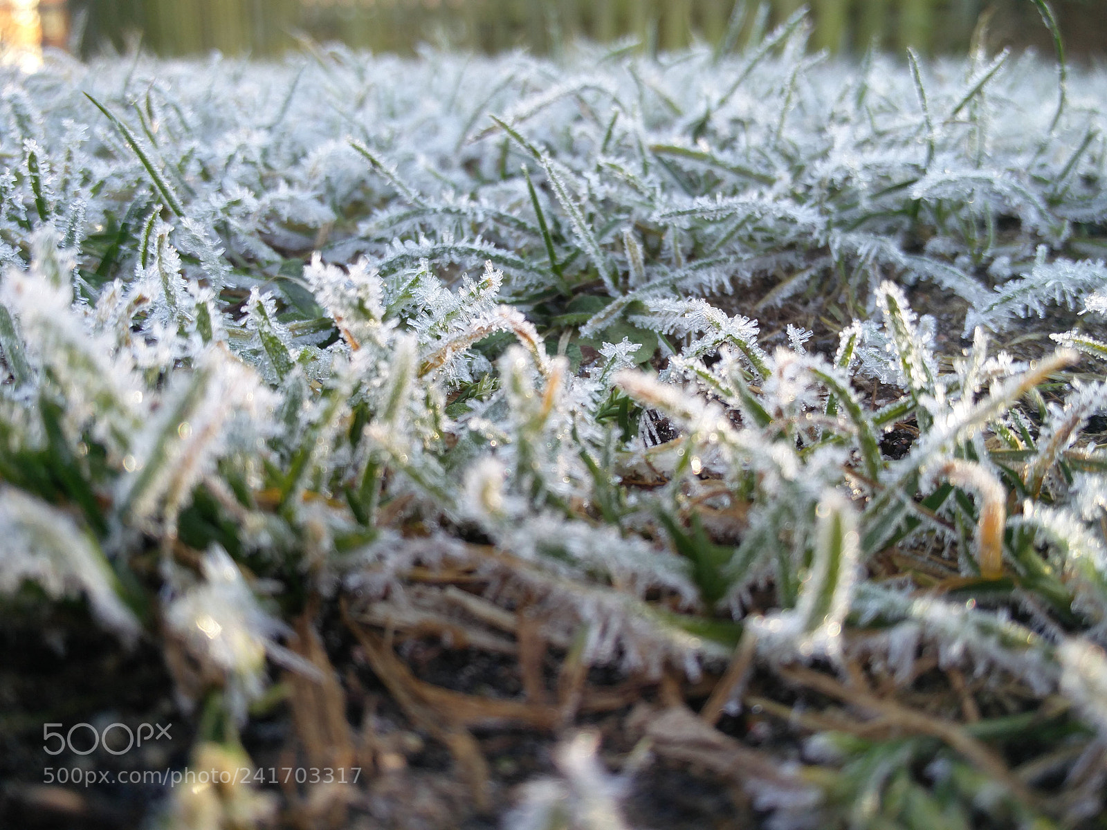 OnePlus 2 sample photo. Grass photography
