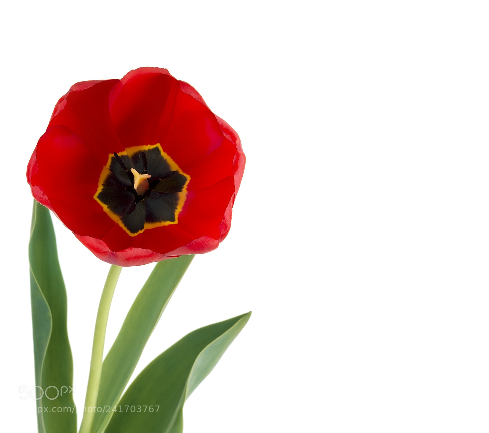 Canon EOS 1200D (EOS Rebel T5 / EOS Kiss X70 / EOS Hi) sample photo. Flower red tulip photography