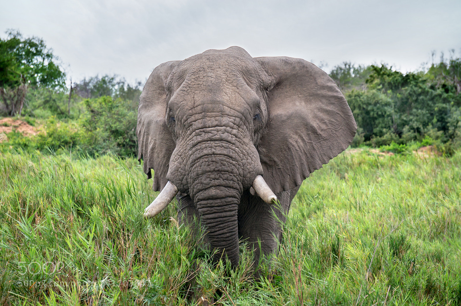 Sony Alpha NEX-6 sample photo. Male african elephant head-on photography