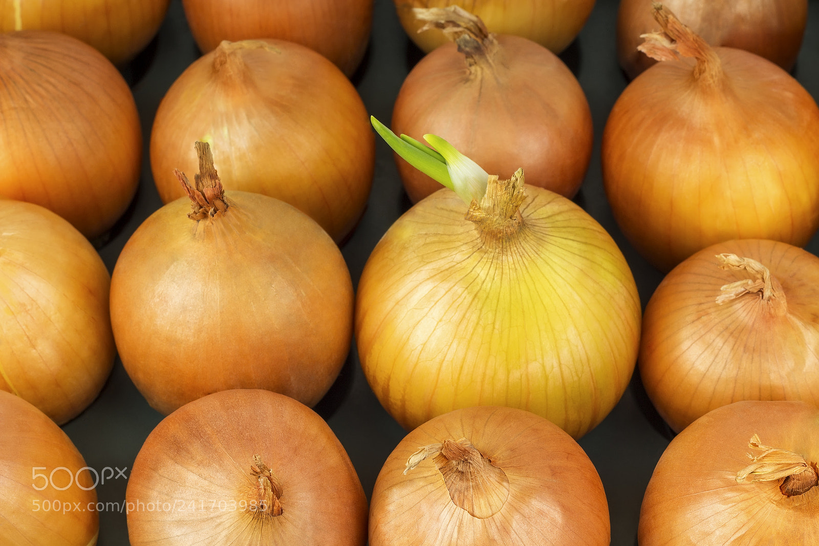 Canon EOS 1200D (EOS Rebel T5 / EOS Kiss X70 / EOS Hi) sample photo. Planted onions began to photography
