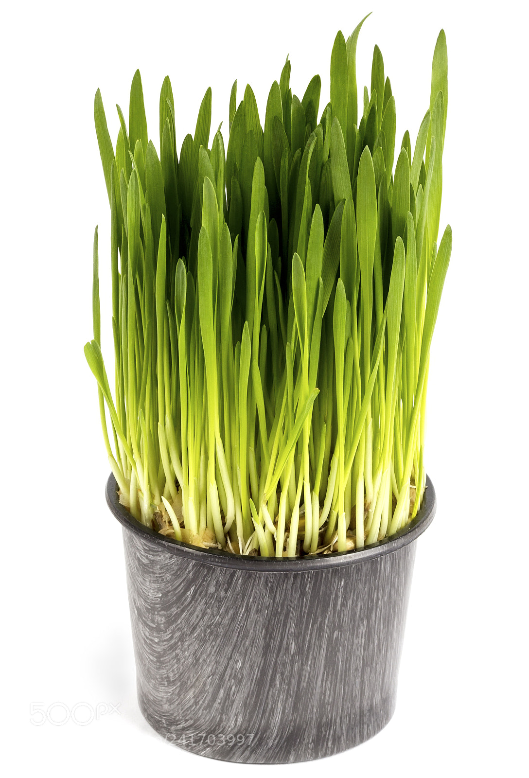 Canon EOS 1200D (EOS Rebel T5 / EOS Kiss X70 / EOS Hi) sample photo. Pot of green grass photography
