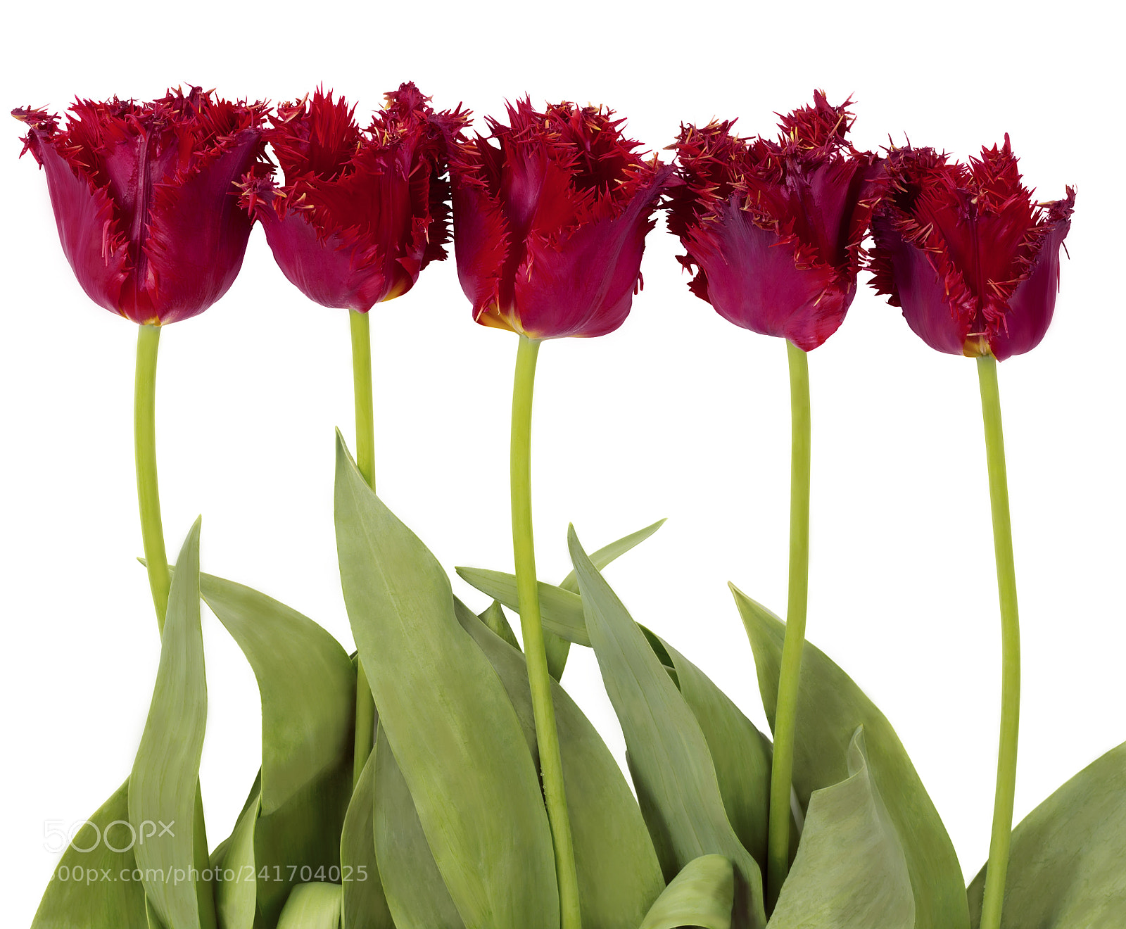 Canon EOS 1200D (EOS Rebel T5 / EOS Kiss X70 / EOS Hi) sample photo. Red velvet tulips photography