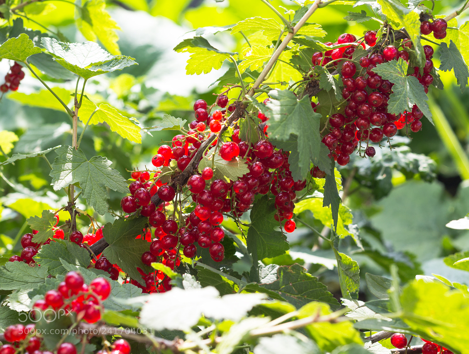 Canon EOS 1200D (EOS Rebel T5 / EOS Kiss X70 / EOS Hi) sample photo. Ripe currant bush photography