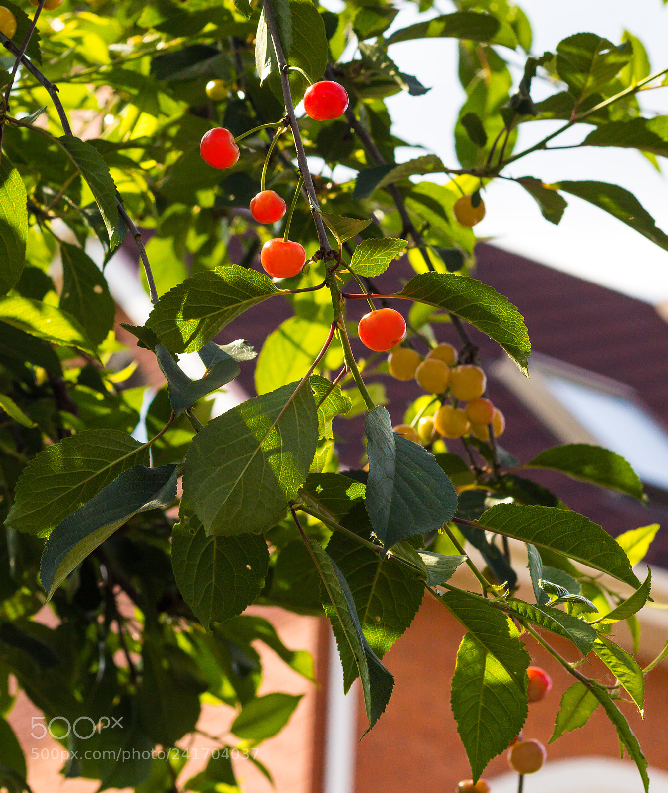 Canon EOS 1200D (EOS Rebel T5 / EOS Kiss X70 / EOS Hi) sample photo. Ripe cherries in the photography