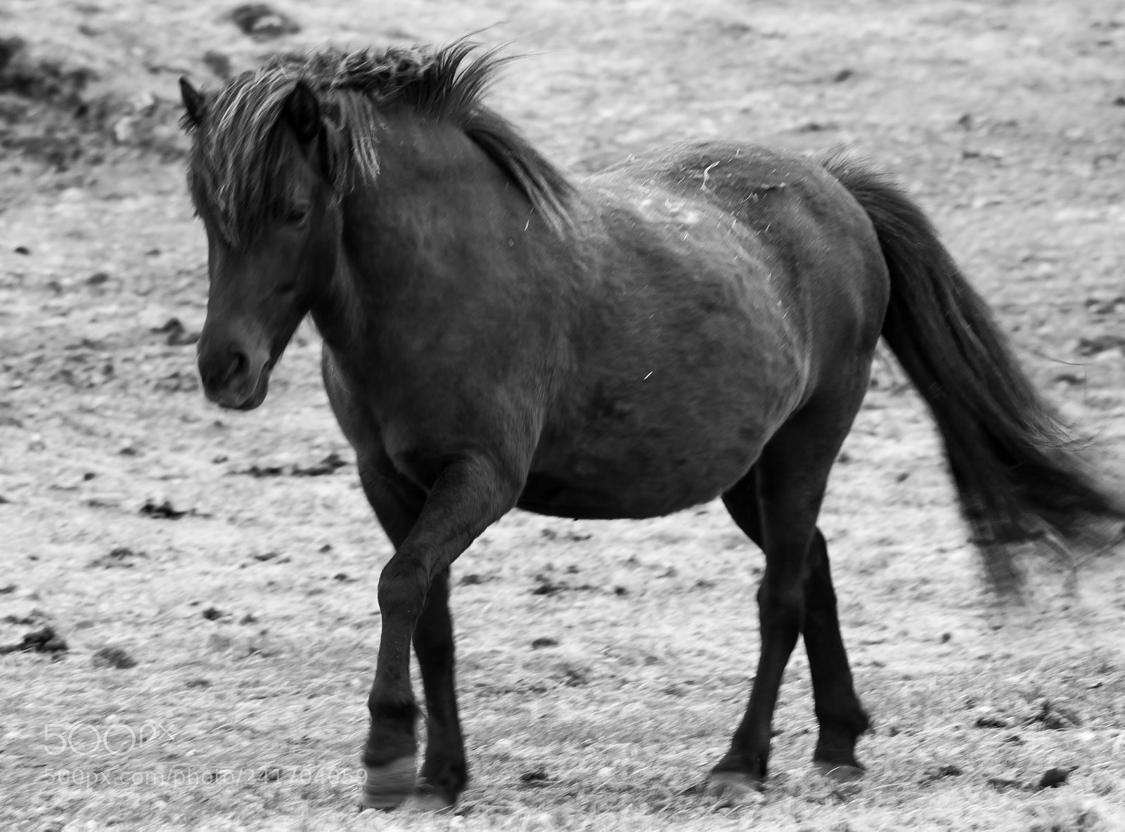 Nikon D3000 sample photo. Horse on the move photography