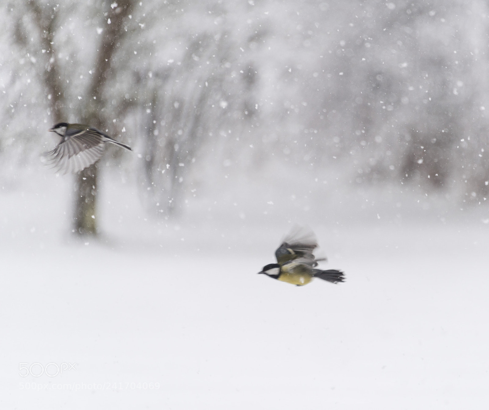 Nikon D810 sample photo. Snowy flight photography