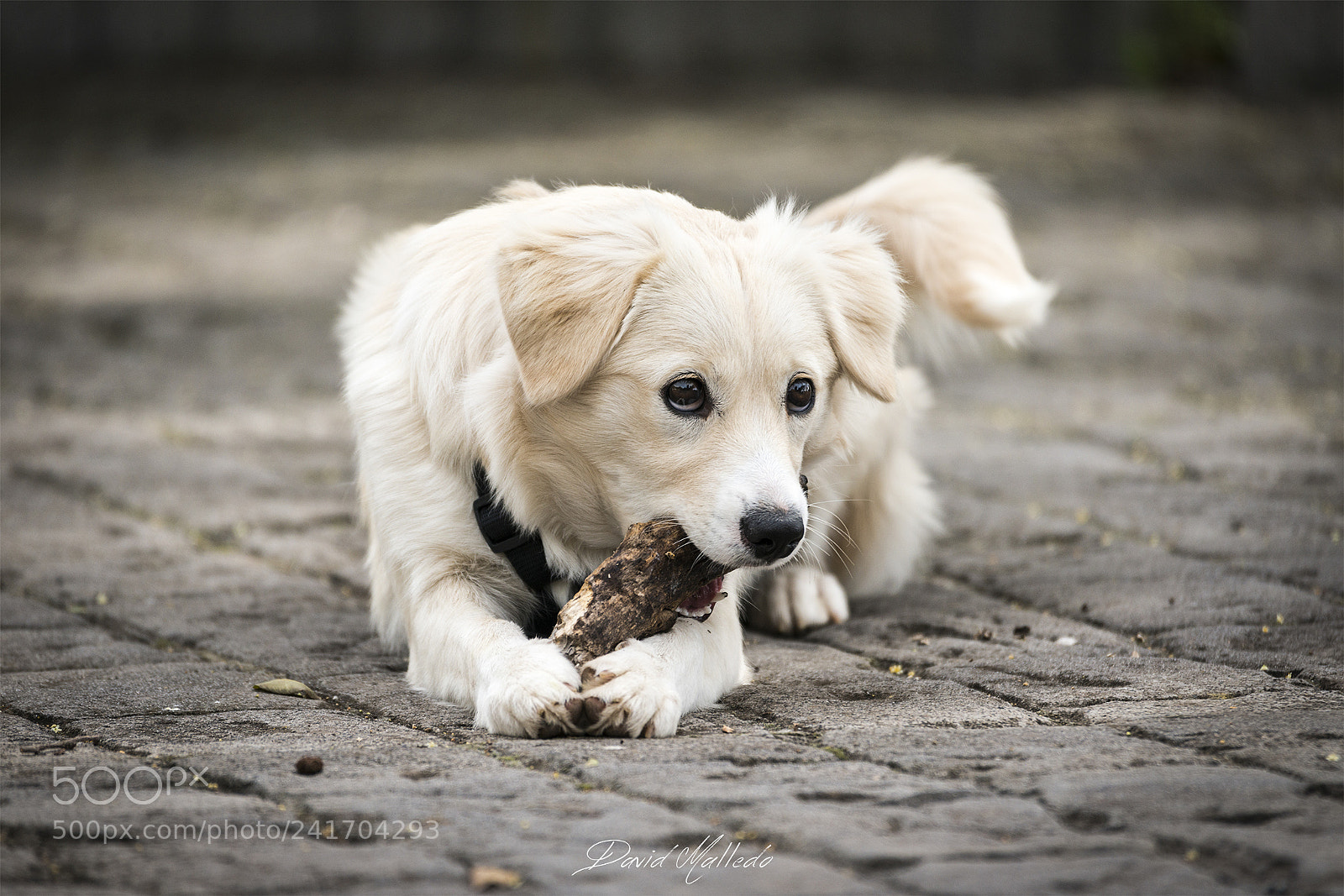 Nikon D800 sample photo. Mydog photography