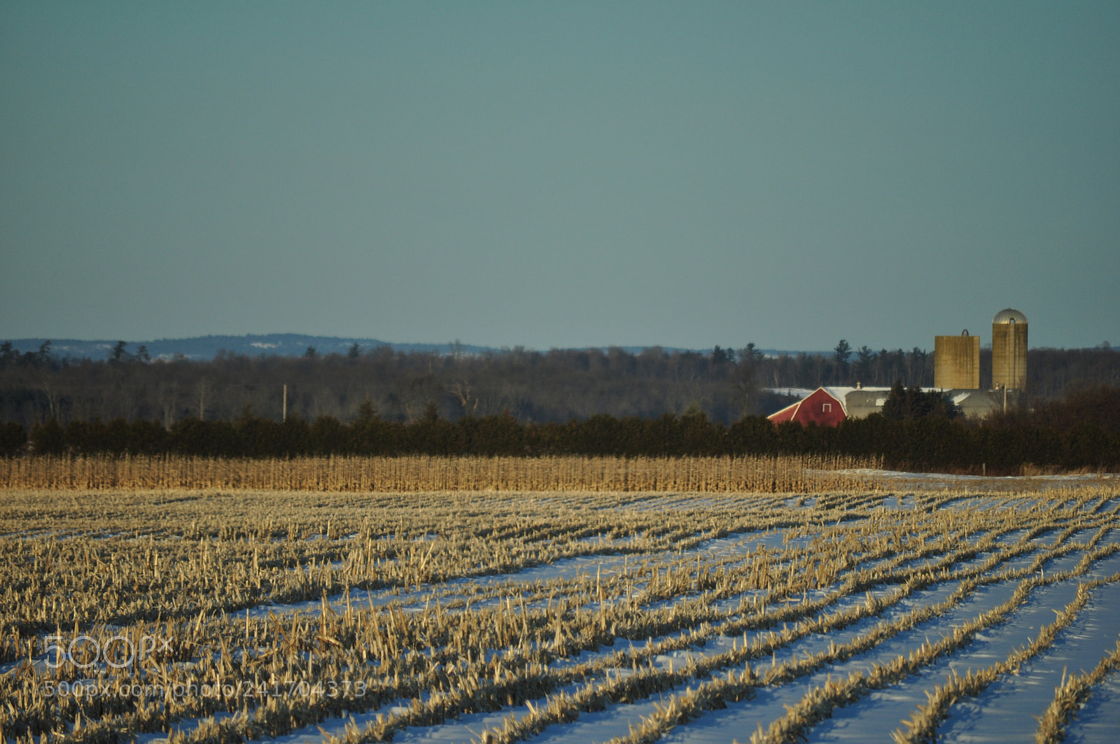Nikon D5000 sample photo. Corn field remnants photography