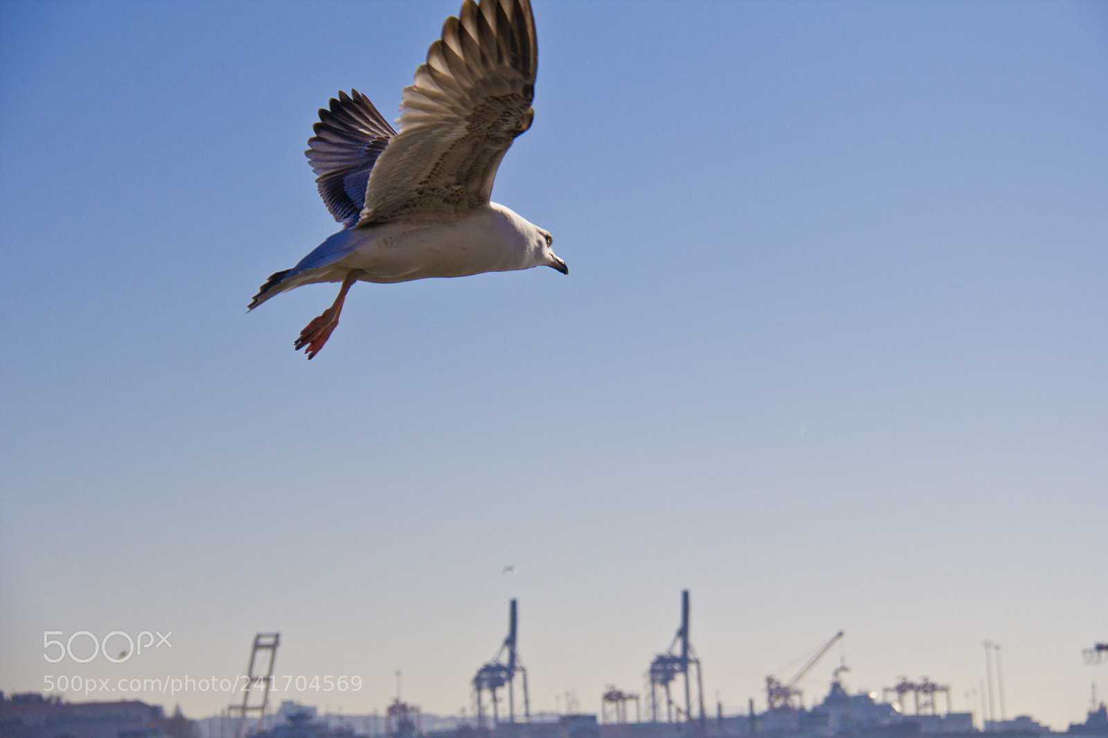 Canon EOS 60D sample photo. Seagull photography