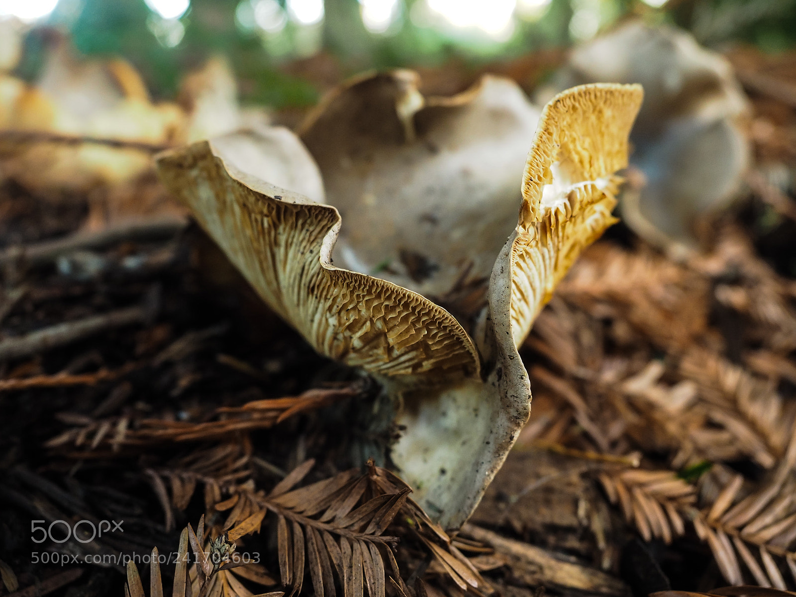 Olympus OM-D E-M5 II sample photo. Mushroom! photography