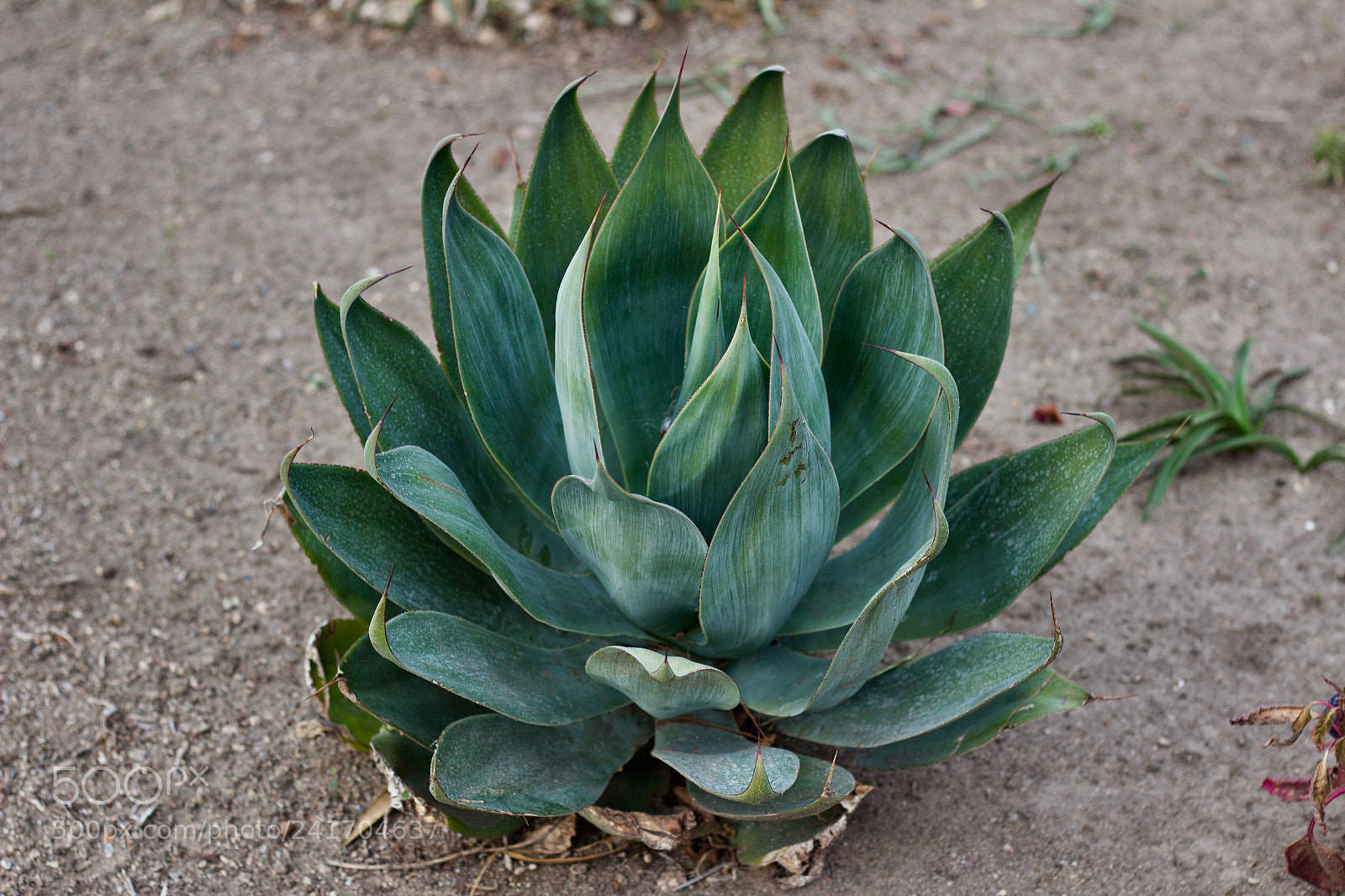 Canon EOS 600D (Rebel EOS T3i / EOS Kiss X5) sample photo. Aloe photography