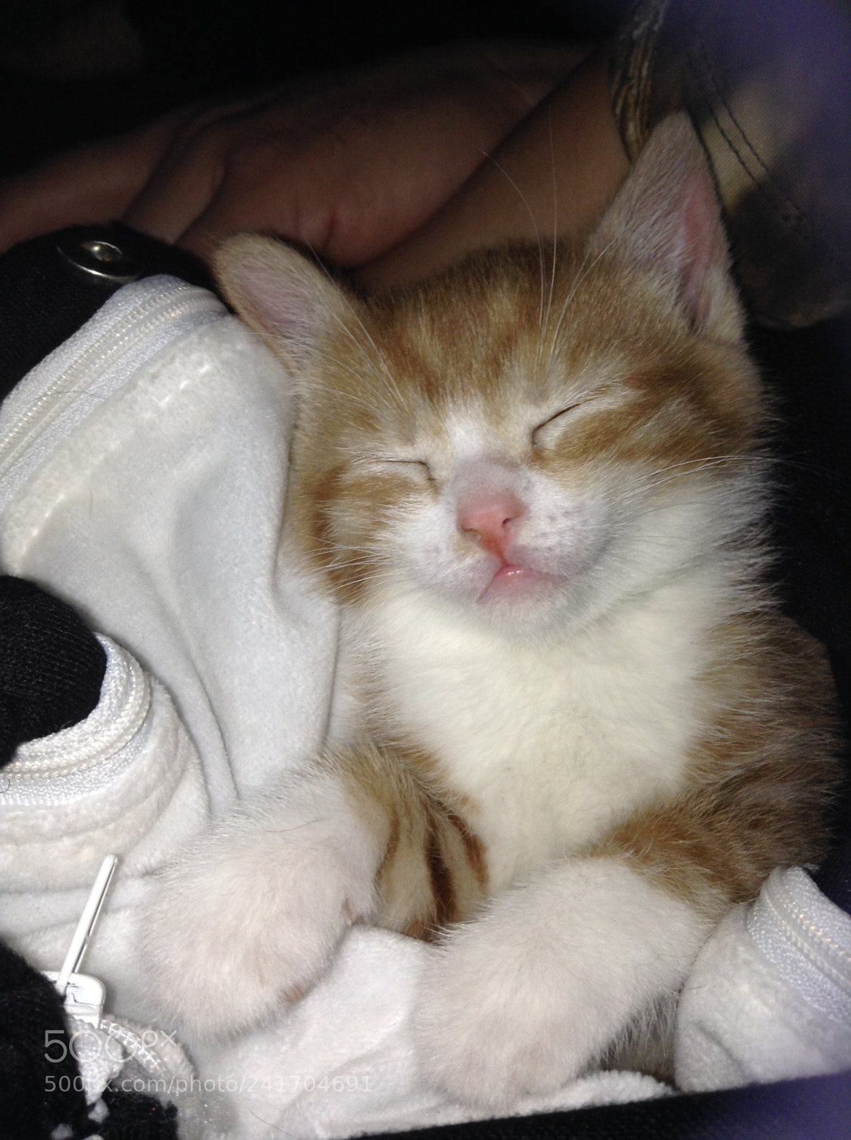 Apple iPod touch sample photo. Kitten photography
