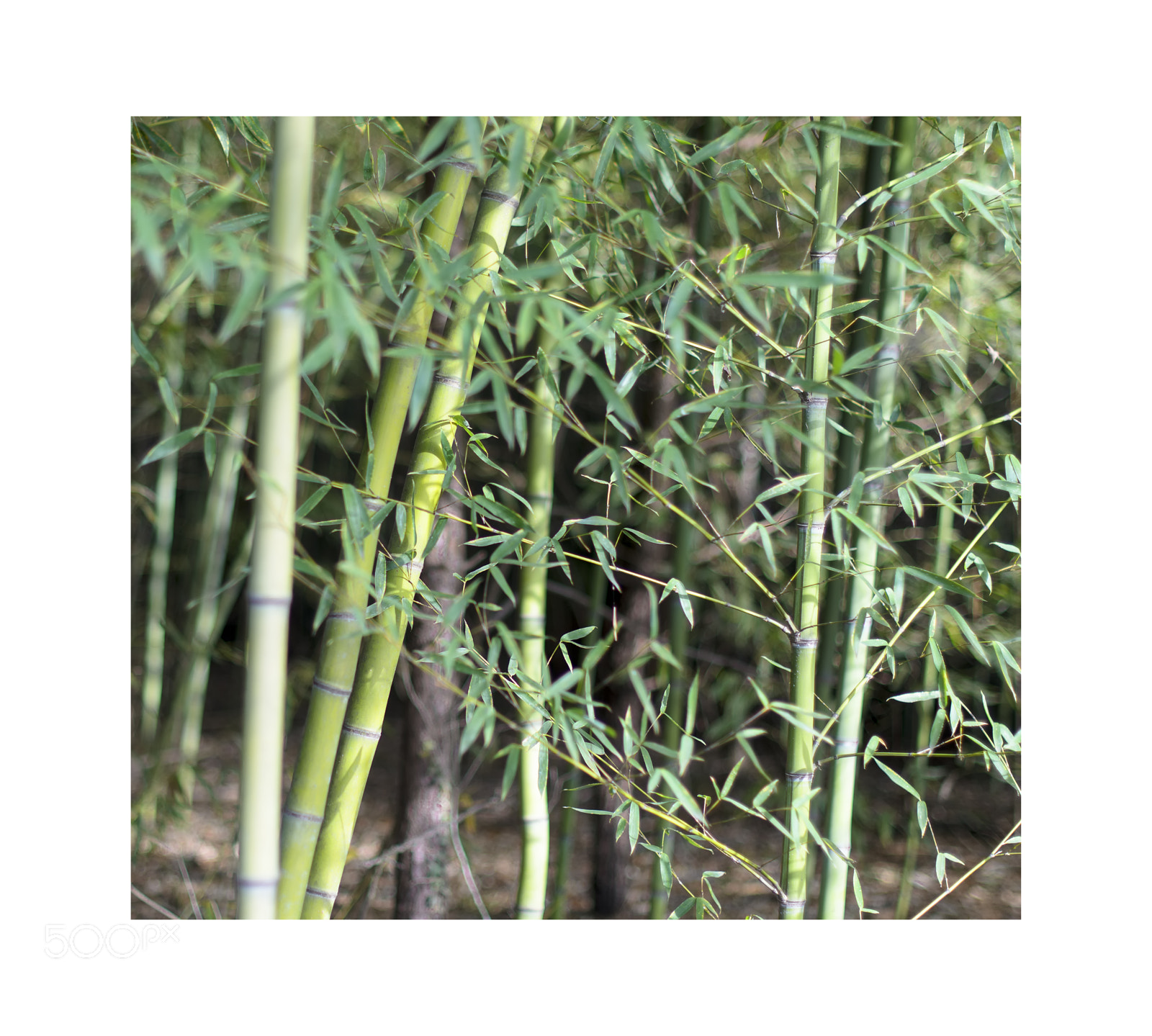 Nikon D7000 sample photo. Bamboo · 竹子 photography