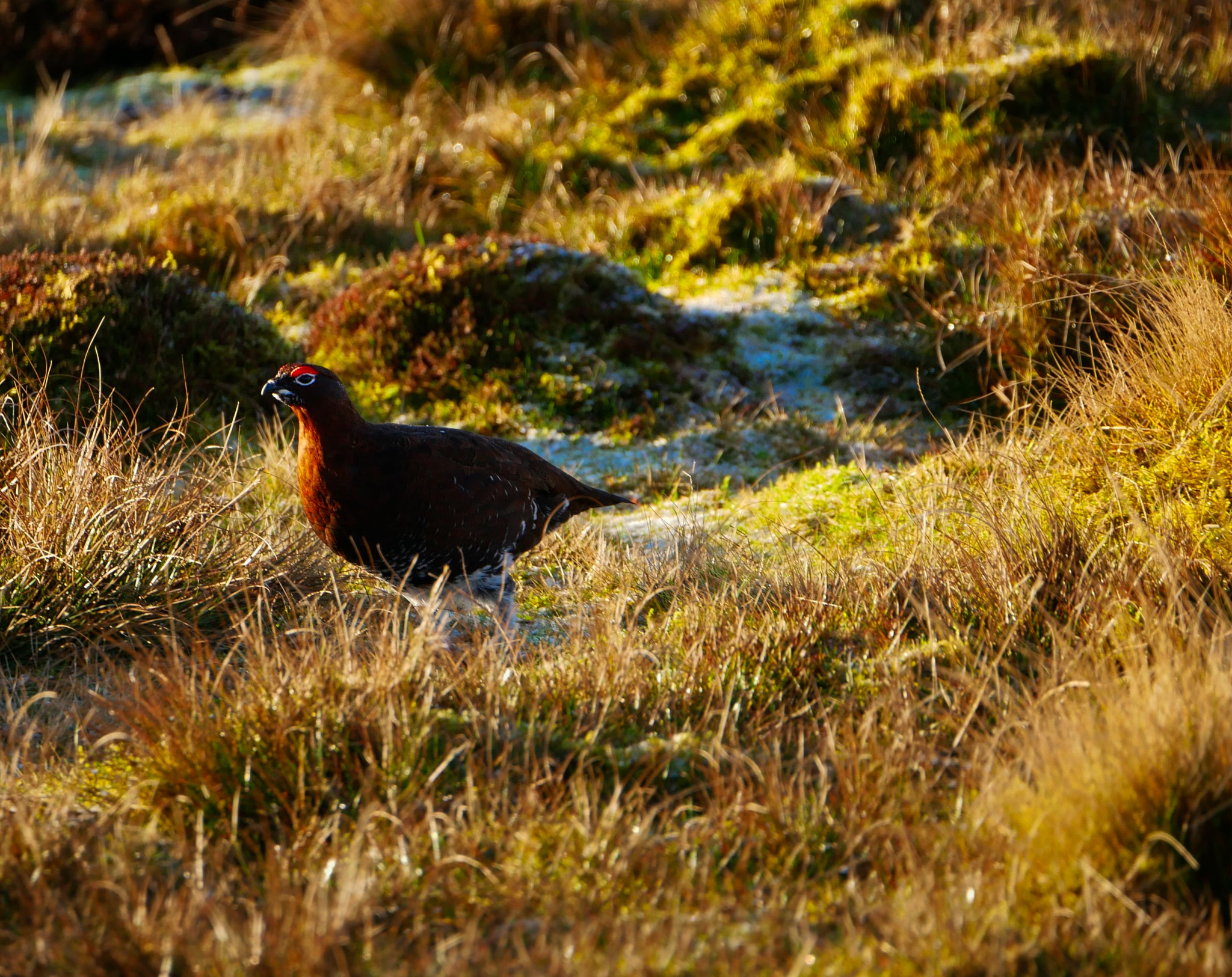 Panasonic Lumix DC-GX850 (Lumix DC-GX800 / Lumix DC-GF9) sample photo. Red grouse.... photography