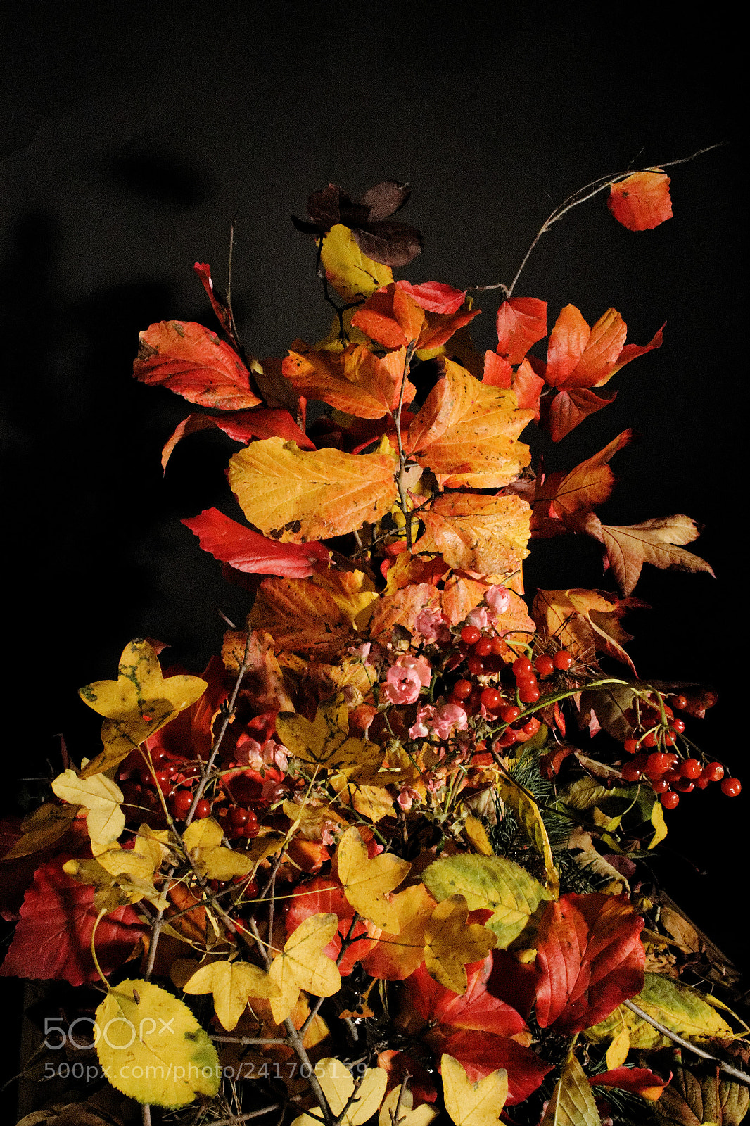 Nikon 1 J5 sample photo. Autumn leaves photography