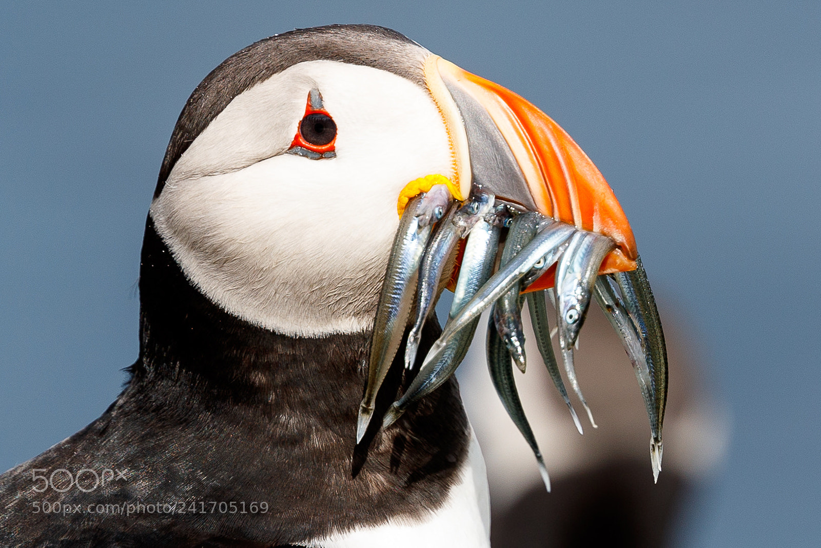 Canon EOS-1D X Mark II sample photo. Puffin photography