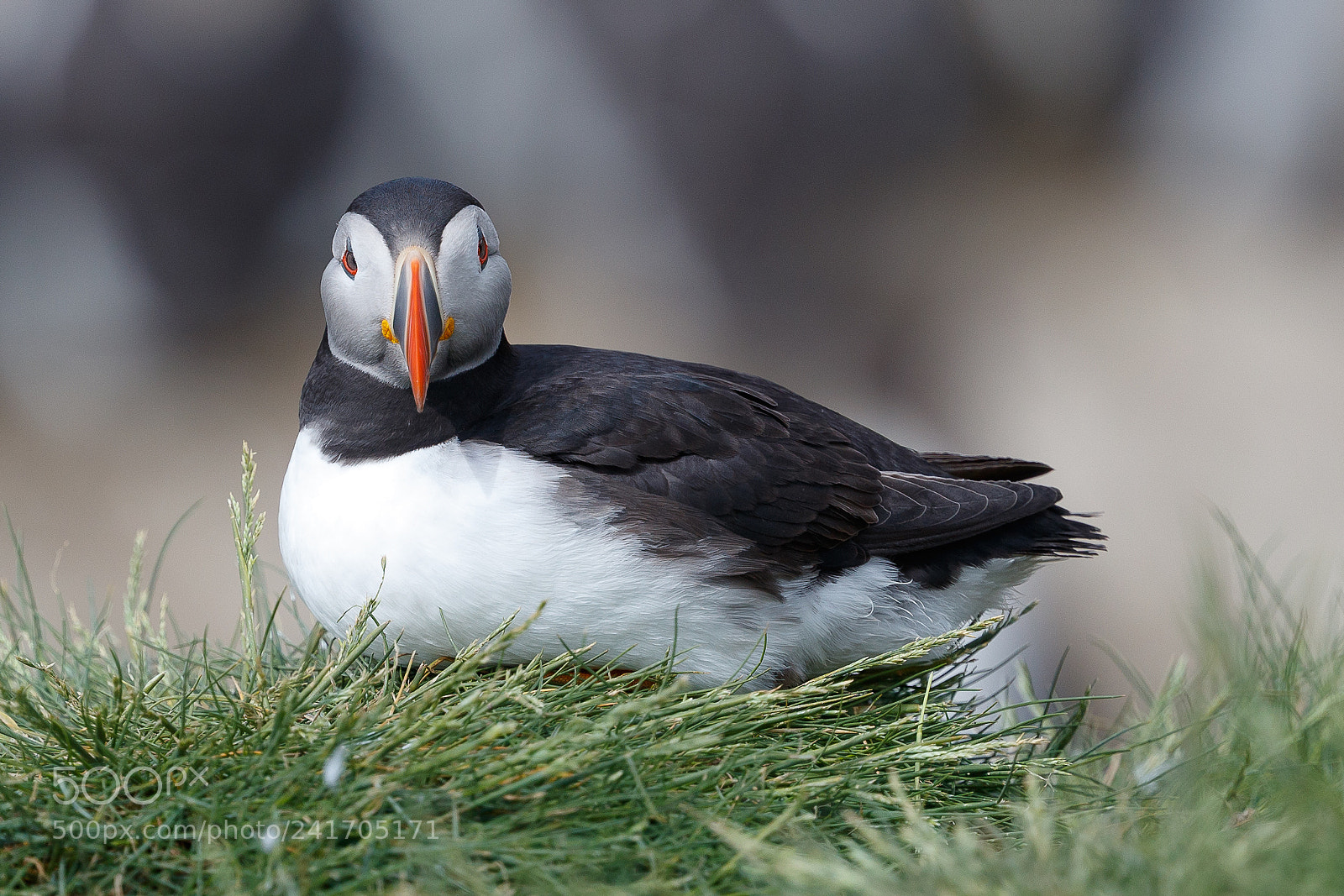 Canon EOS-1D X Mark II sample photo. Puffin photography