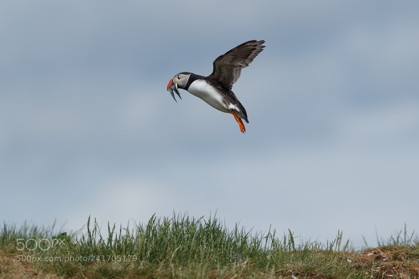 Canon EOS-1D X Mark II sample photo. Puffin photography