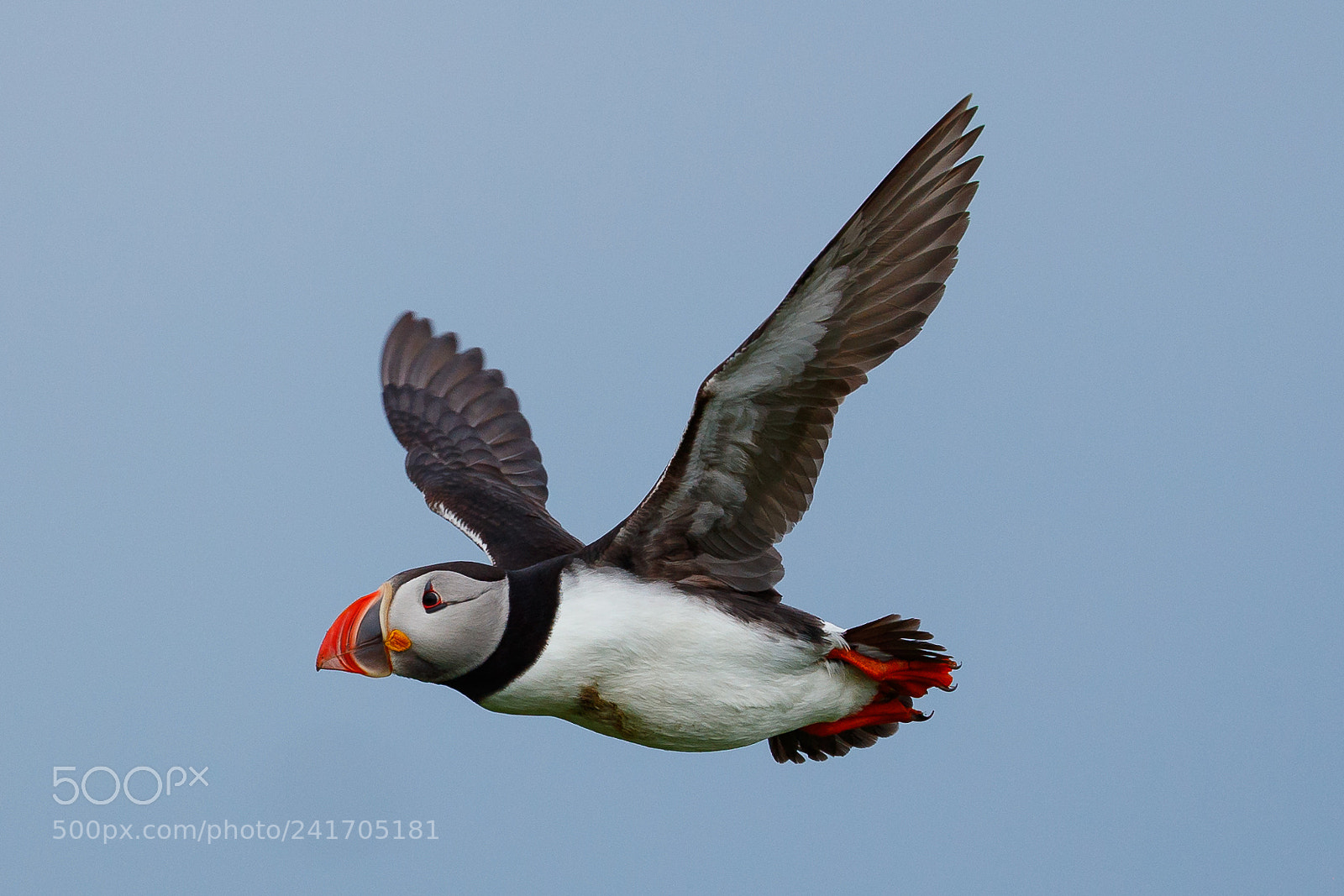 Canon EOS-1D X Mark II sample photo. Puffin photography
