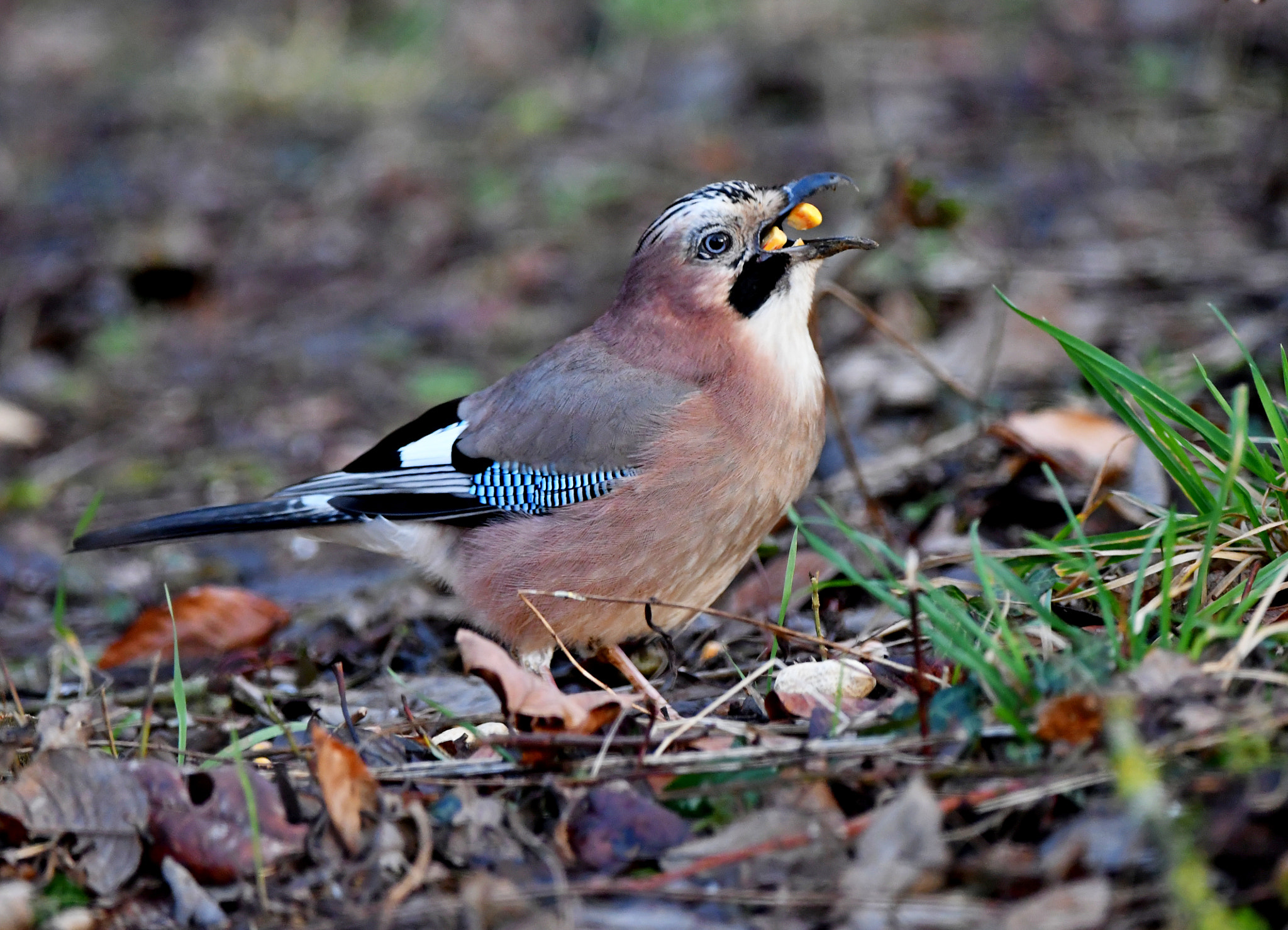 Nikon D500 sample photo. Eurasian jay photography