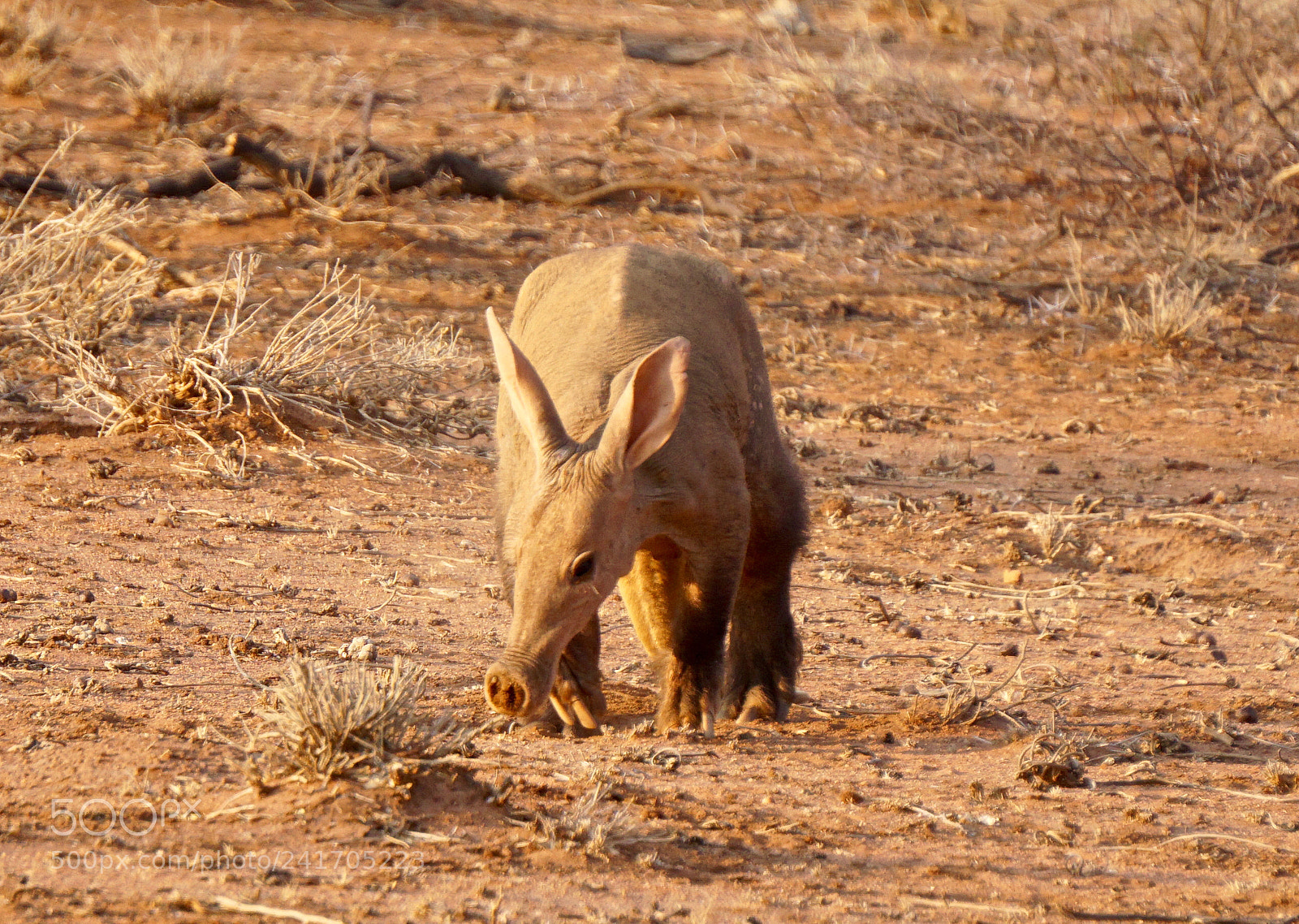 Sony Alpha a5000 (ILCE 5000) sample photo. Aardvark at erindi game photography