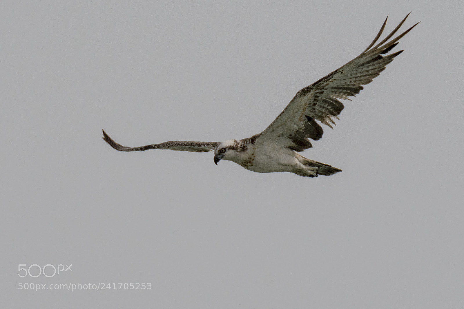 Nikon D500 sample photo. Osprey photography