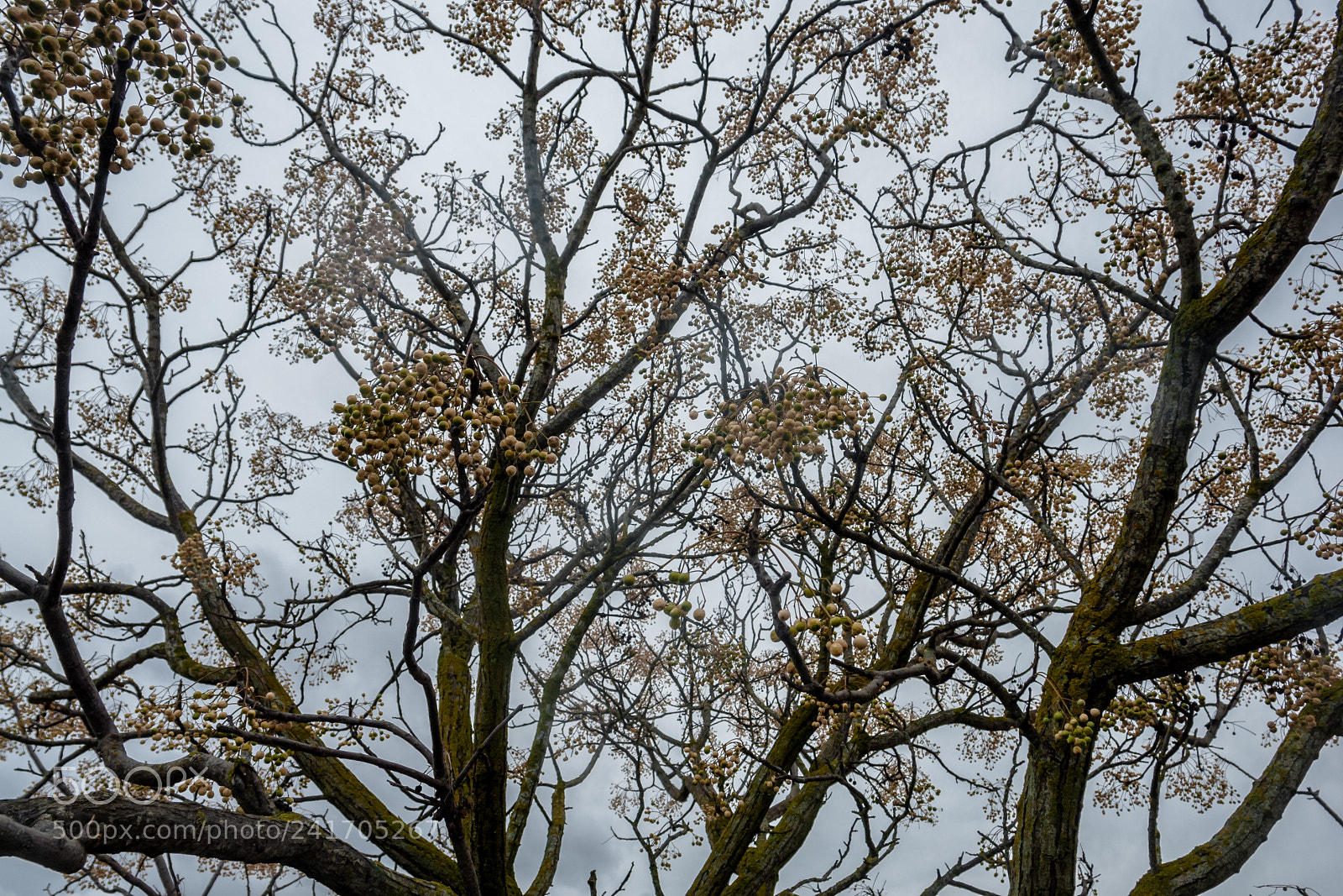 Sony DSC-R1 sample photo. The magic forest ii photography