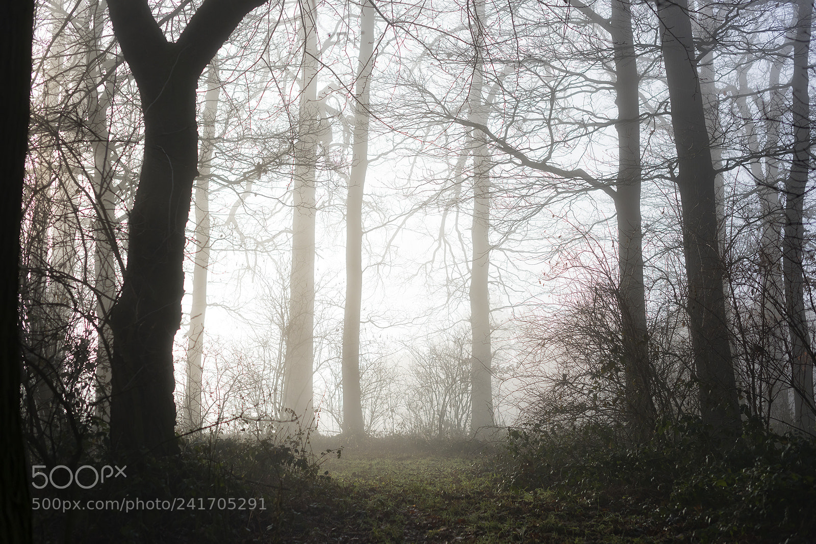 Nikon D810 sample photo. Forest scenes (4) photography