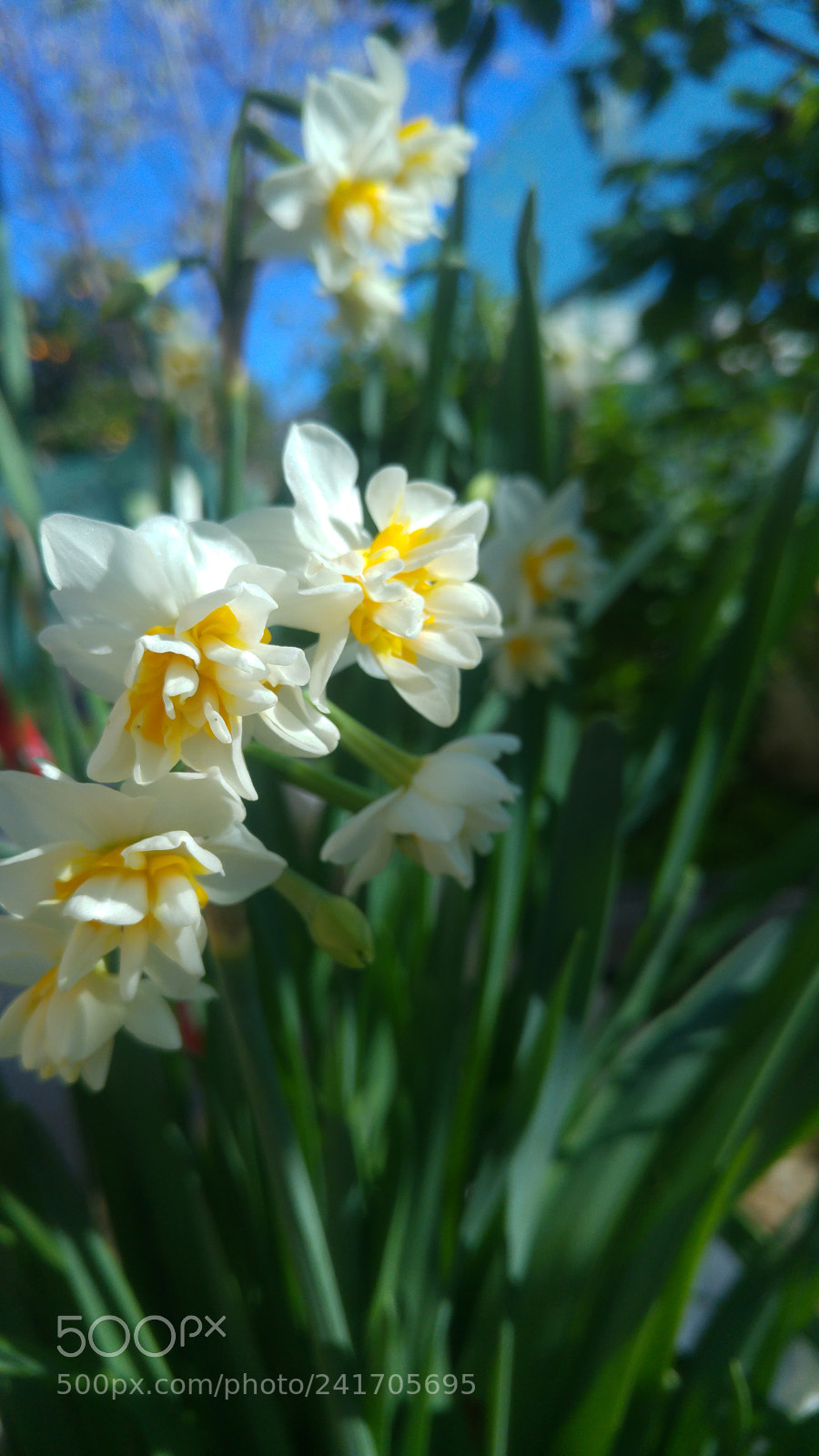 LG G4 sample photo. Untitled photography