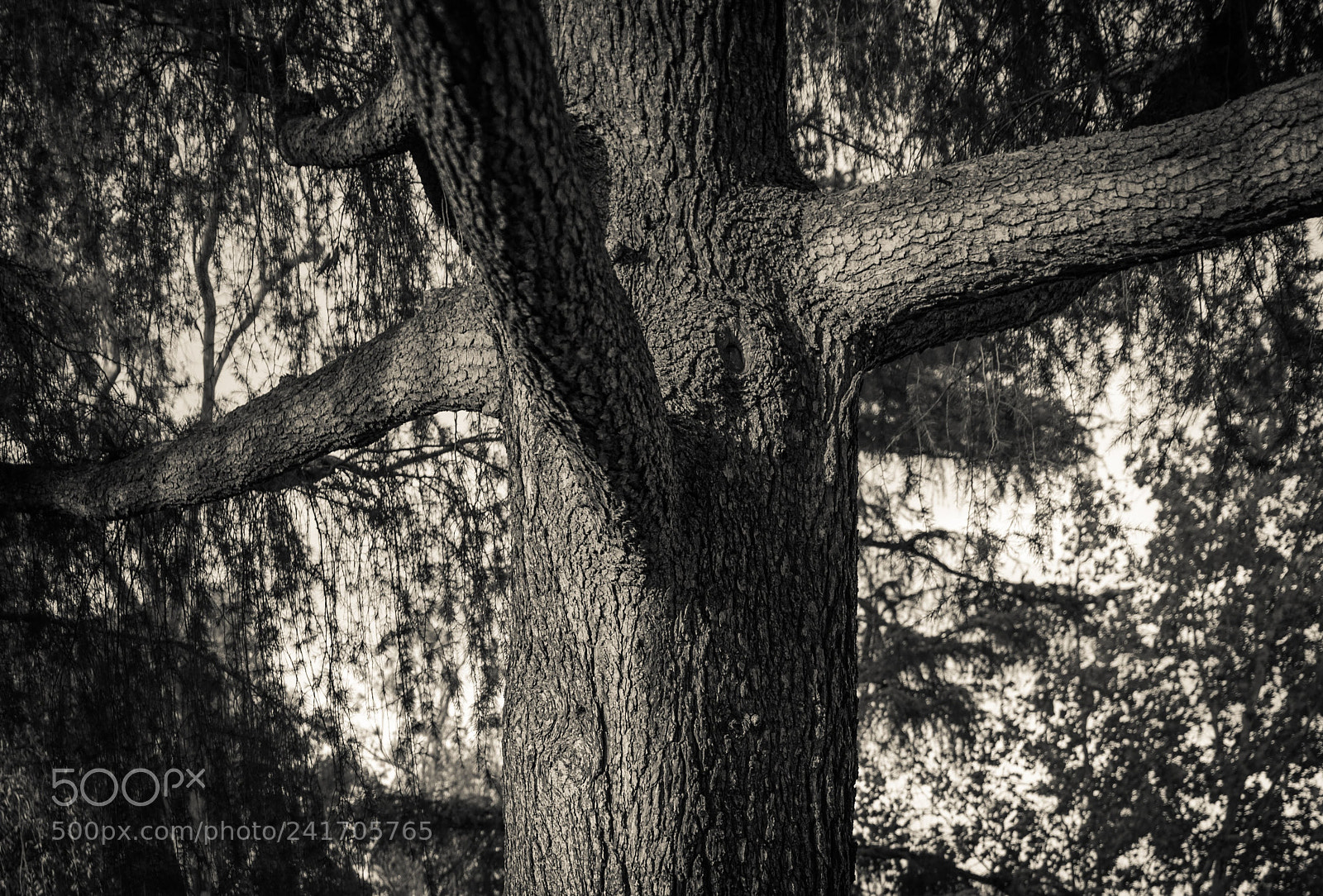 Canon EOS 77D (EOS 9000D / EOS 770D) sample photo. Tree photography