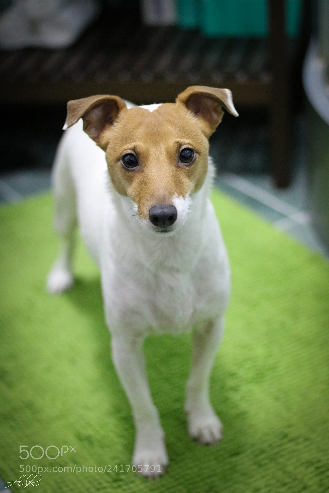 Canon EOS 750D (EOS Rebel T6i / EOS Kiss X8i) sample photo. Kyra's eyes photography