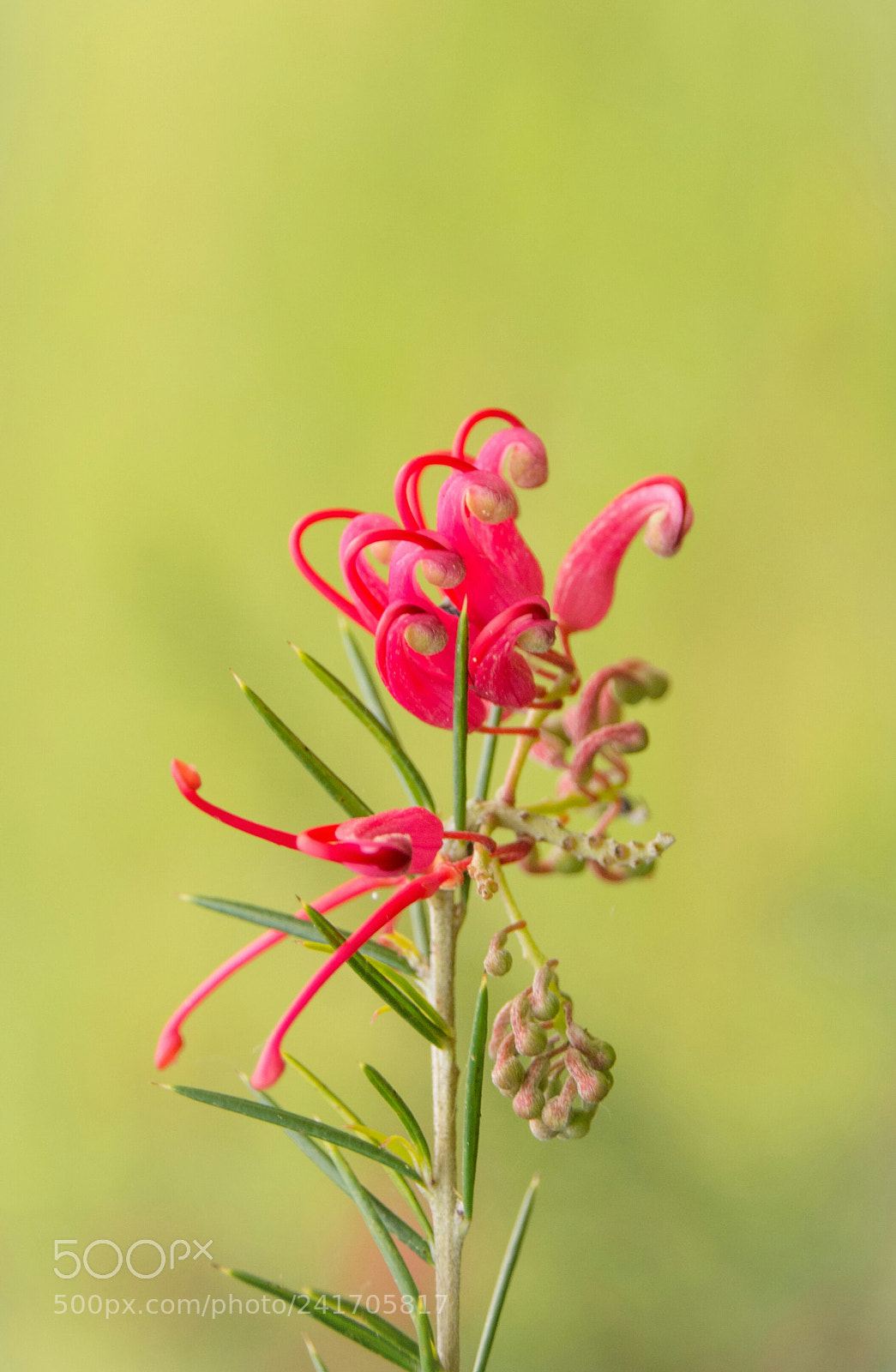 Nikon D7100 sample photo. Nature photography