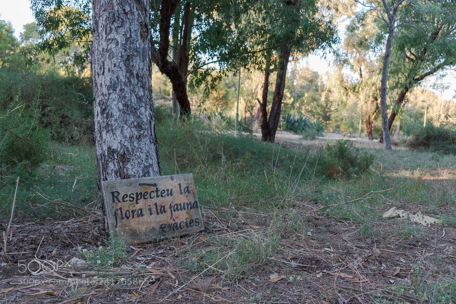 Nikon D5600 sample photo. Tree with message of photography