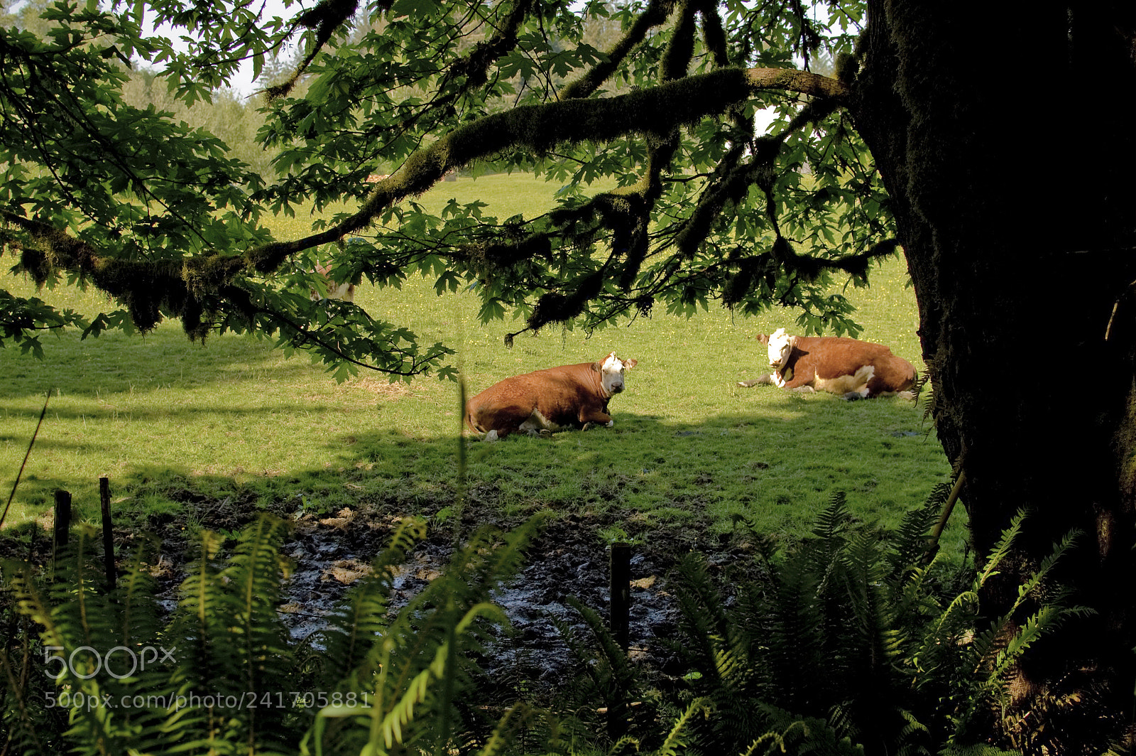 Nikon D40 sample photo. Sauvie island cows photography