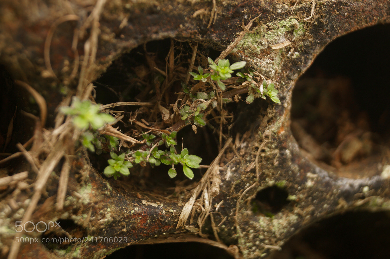 Sony SLT-A37 sample photo. Green out of the photography