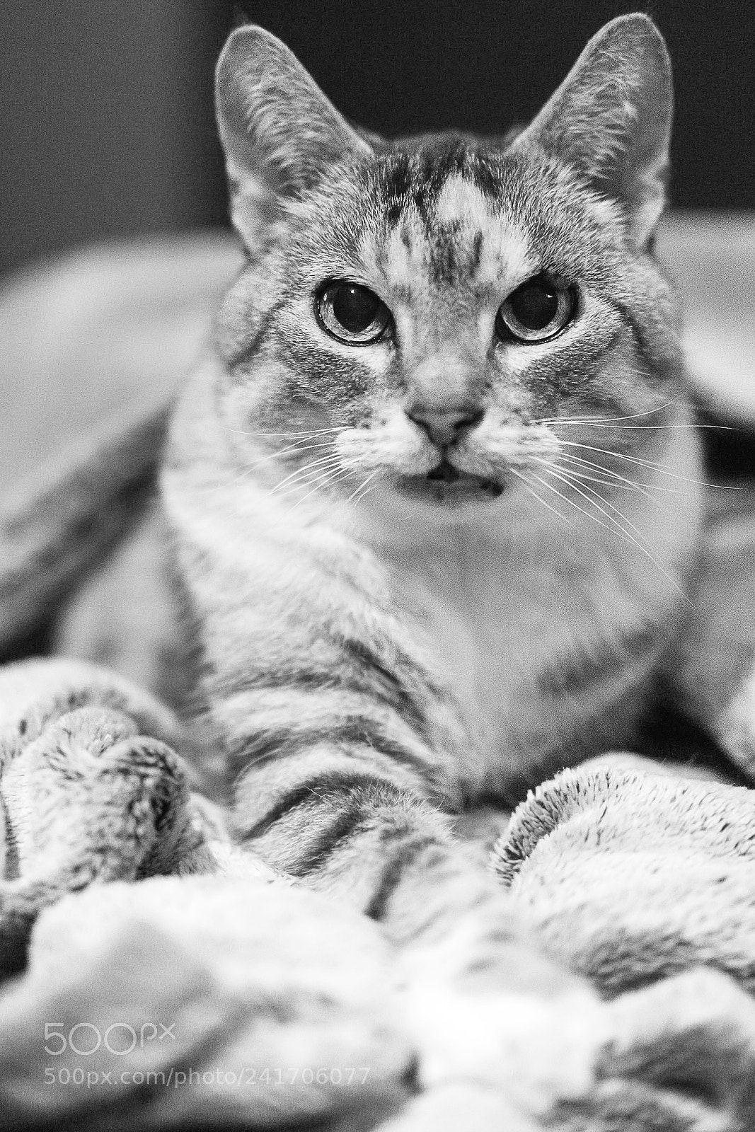Sony a7 sample photo. Cat portrait photography