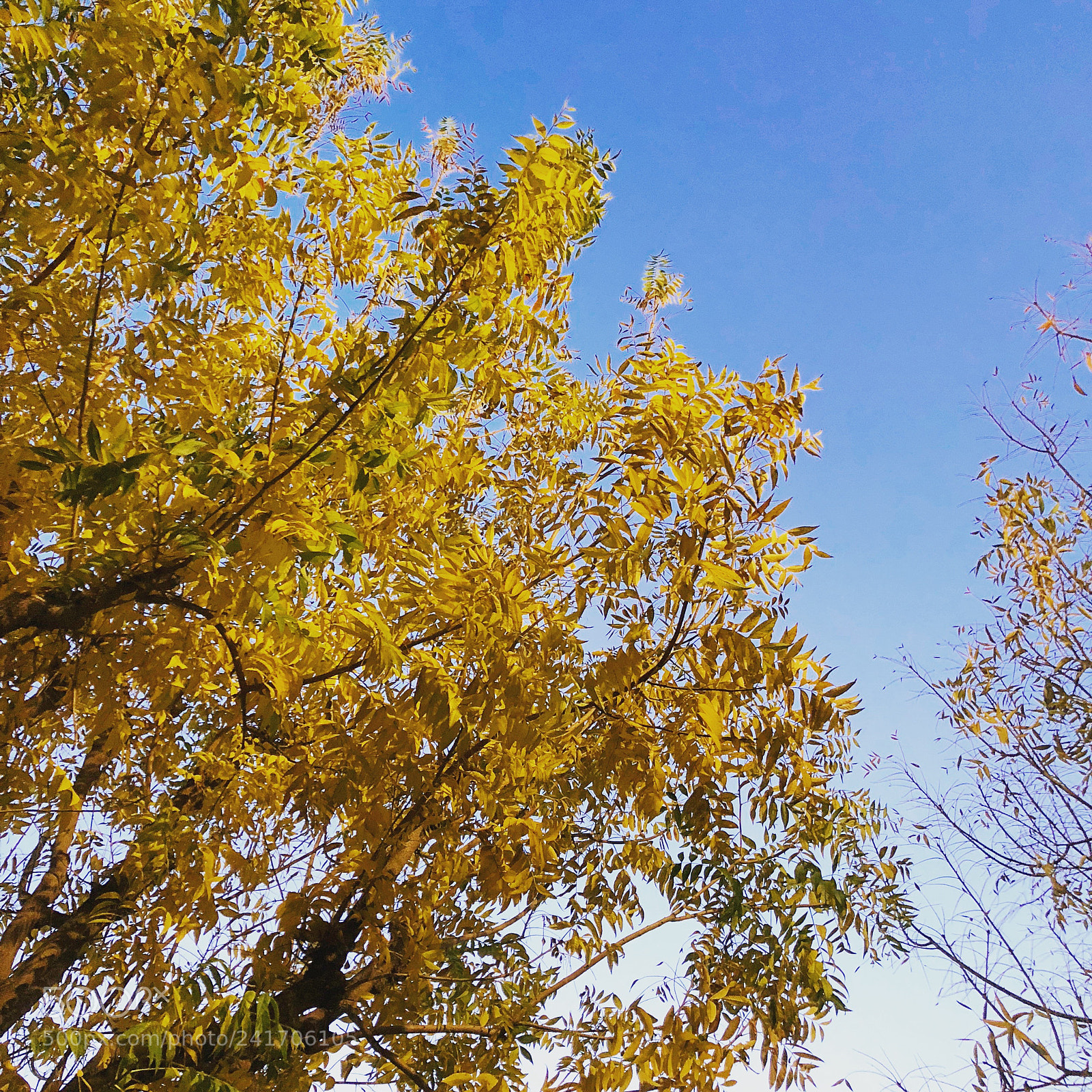 Apple iPhone X sample photo. Late autumn photography