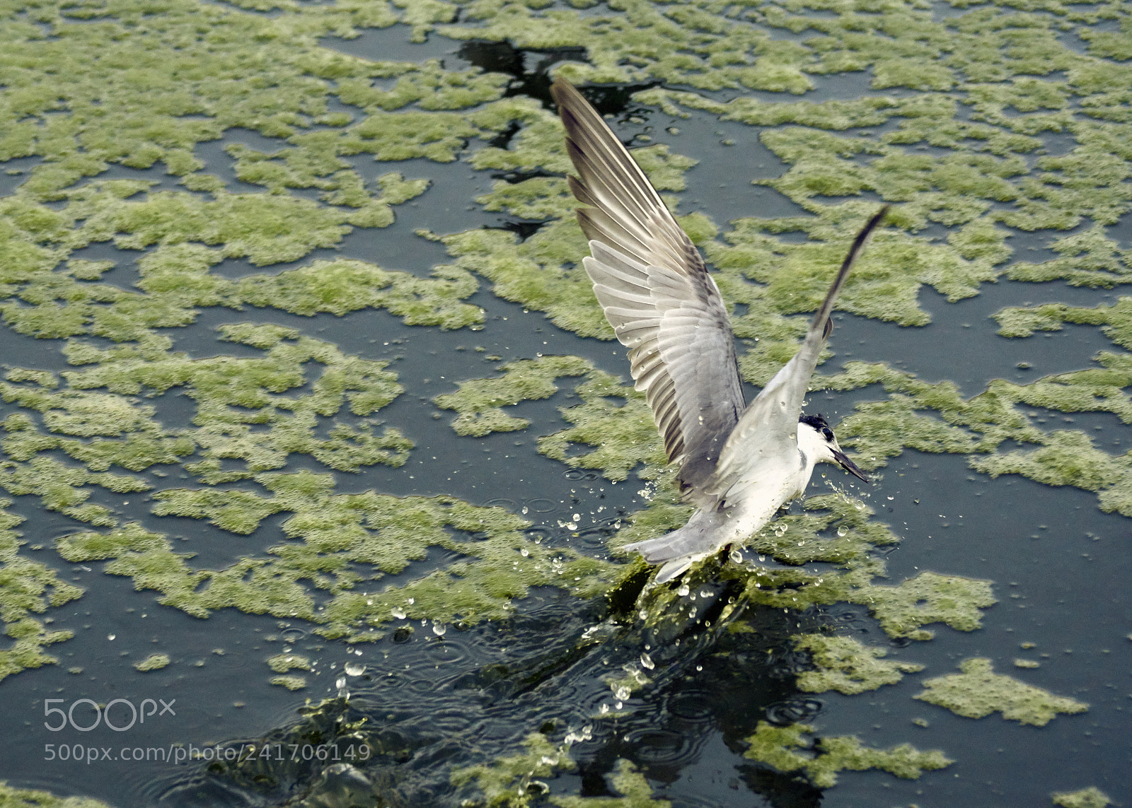 Sony ILCA-77M2 sample photo. Tern take off photography