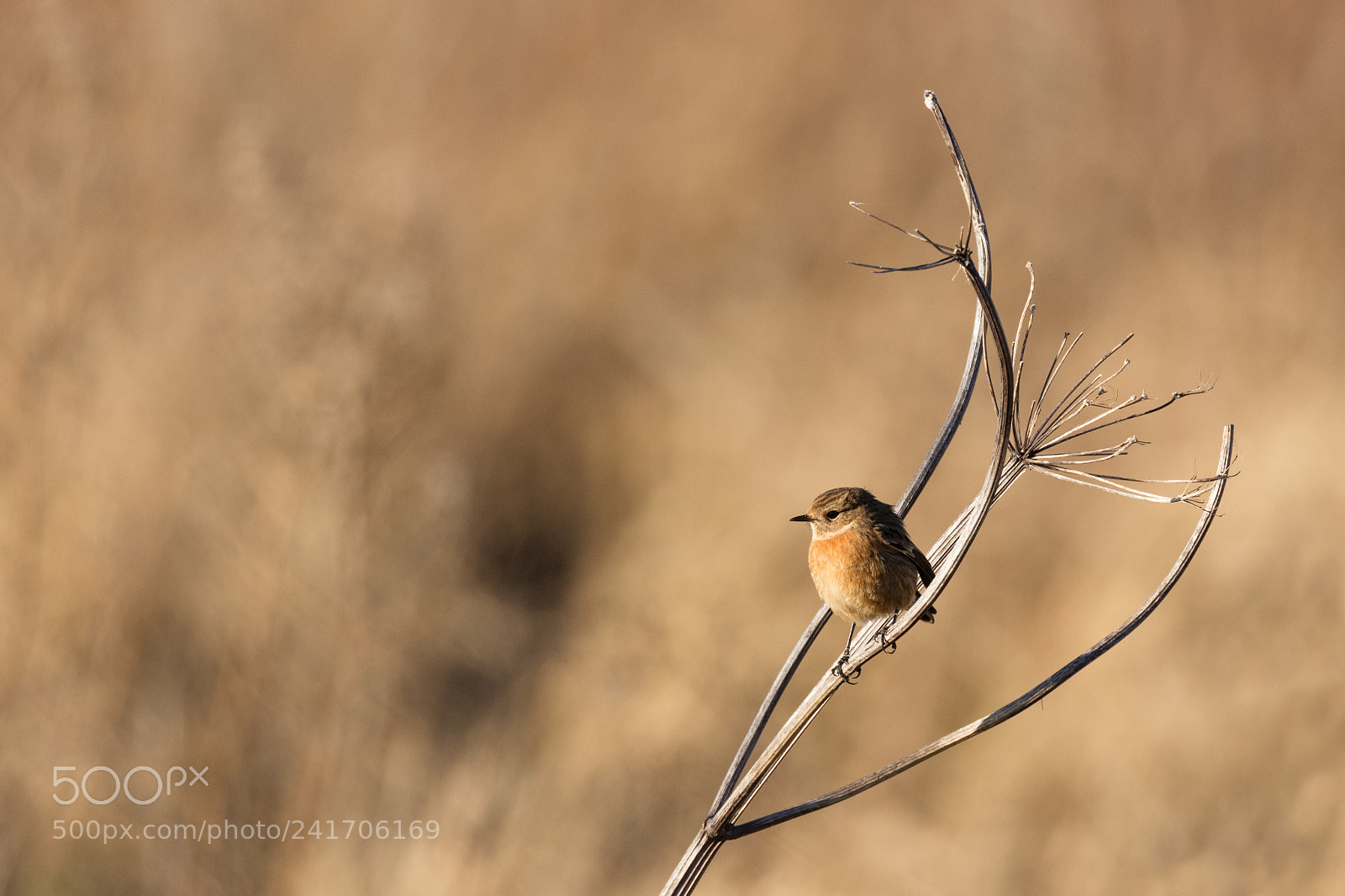 Canon EOS 5DS R sample photo. Stonechat photography