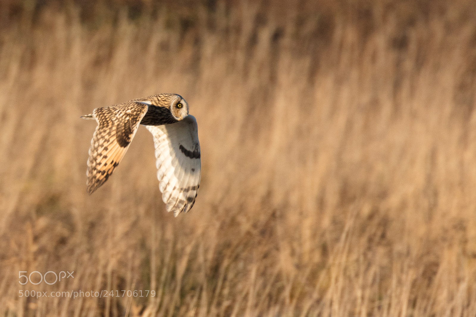 Canon EOS 5DS R sample photo. Short eared owl photography