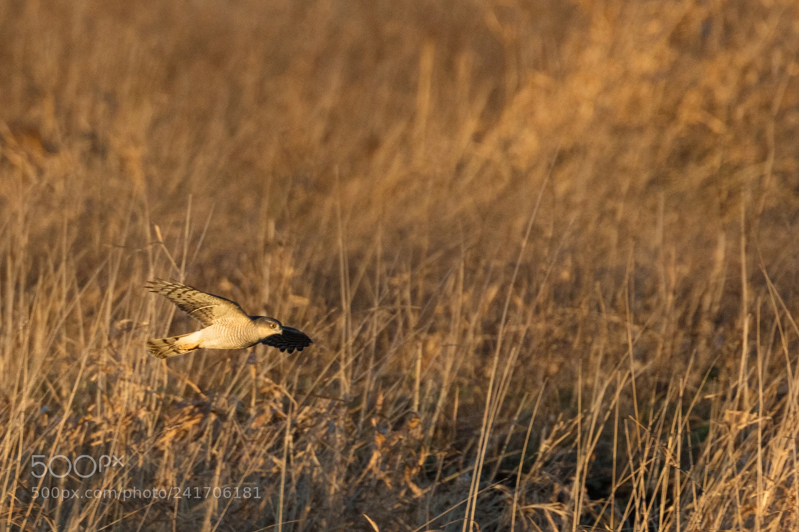 Canon EOS 5DS R sample photo. Sparrowhawk photography