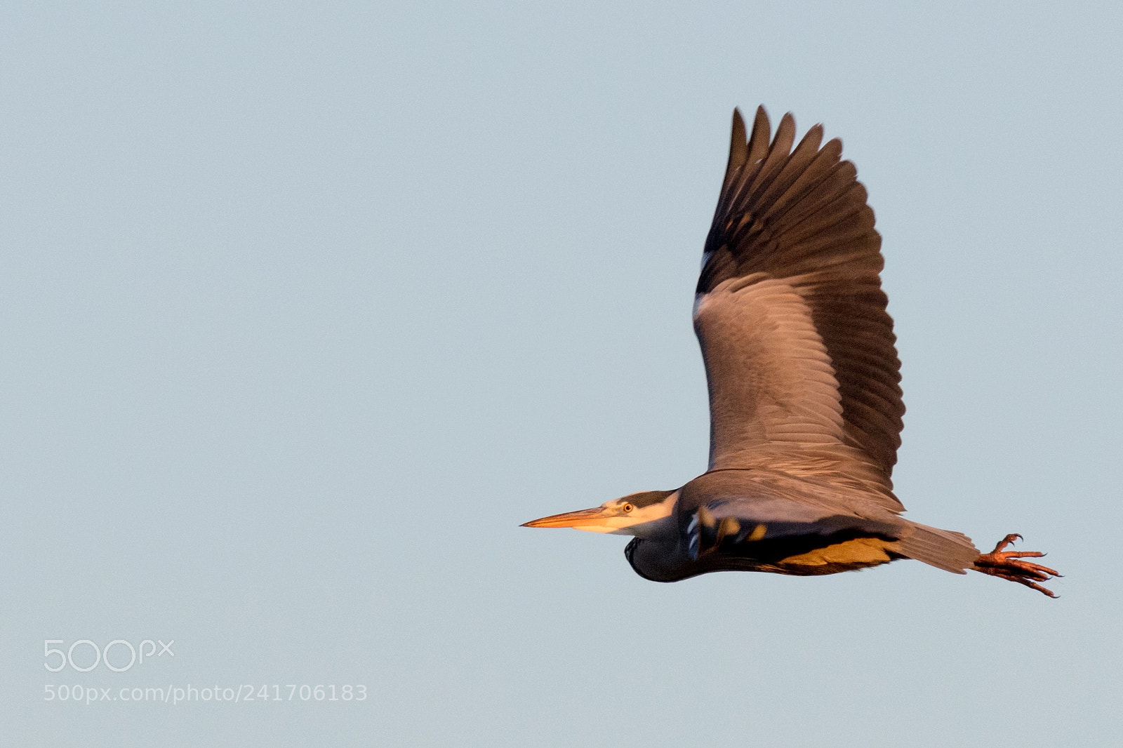 Canon EOS 5DS R sample photo. Grey heron photography