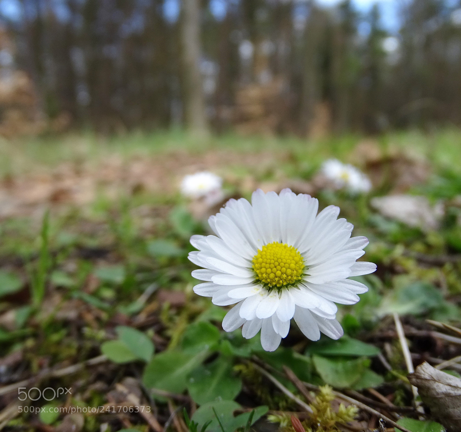 Sony Cyber-shot DSC-HX400V sample photo. Daisy on the way photography