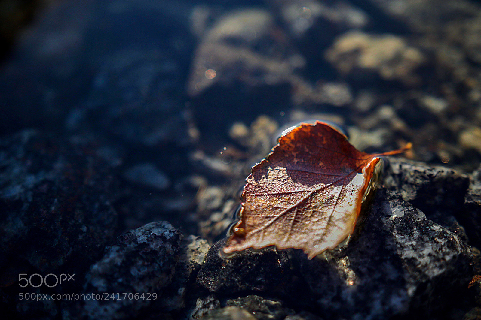 Canon EOS 750D (EOS Rebel T6i / EOS Kiss X8i) sample photo. Leaf stays on water photography