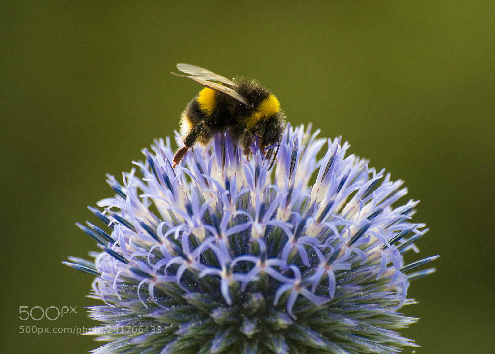 Pentax K-5 sample photo. Bee on globe-thistle photography