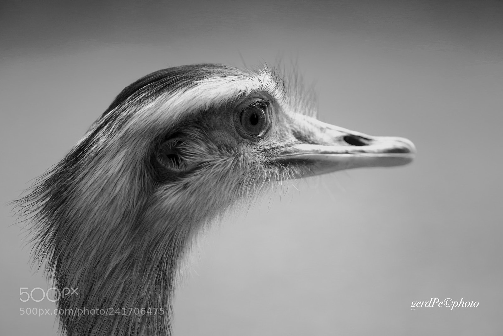 Pentax K-1 sample photo. Ostrich portrait photography