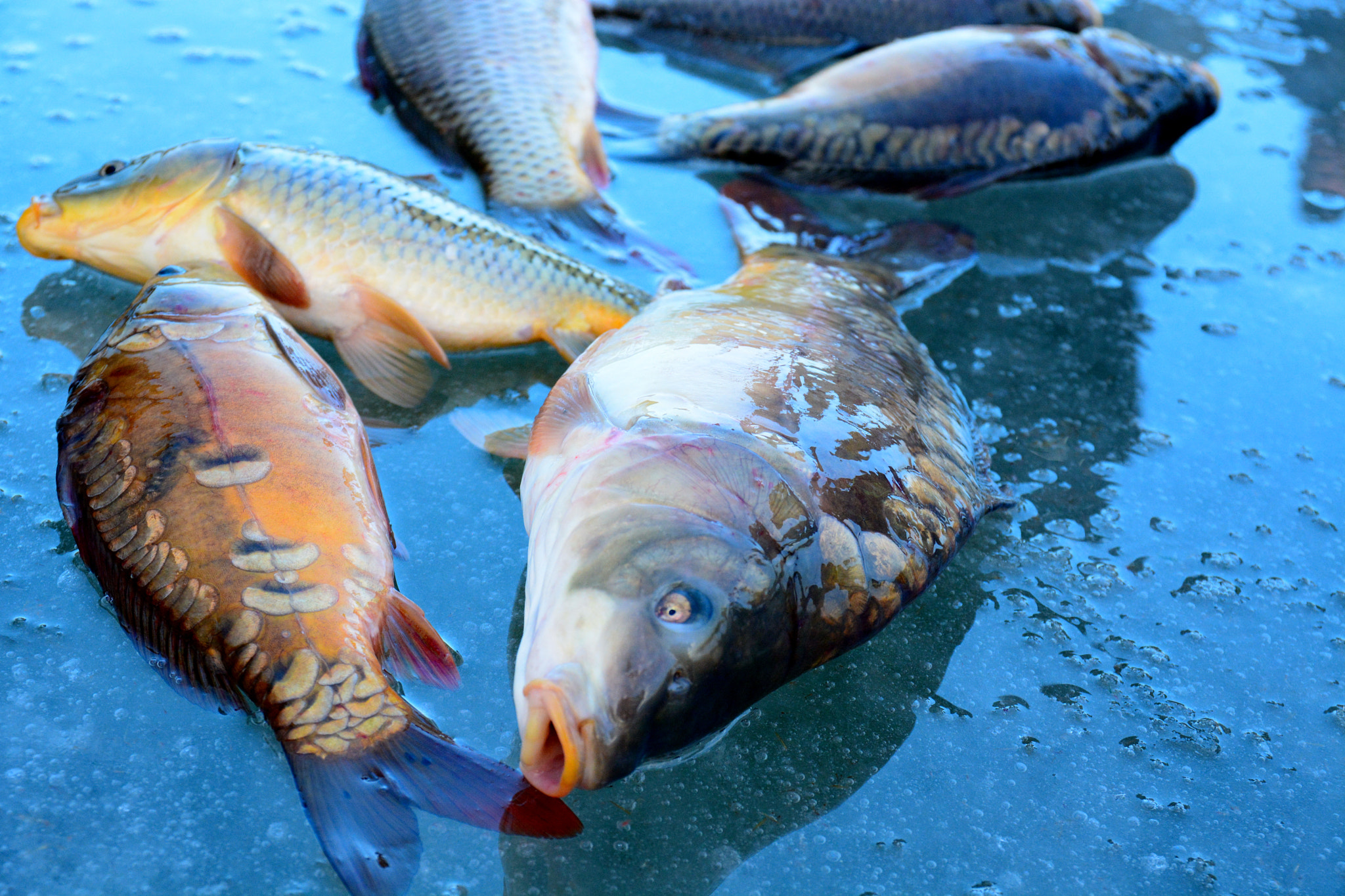 Sigma 17-70mm F2.8-4 DC Macro OS HSM | C sample photo. Carp fish photography