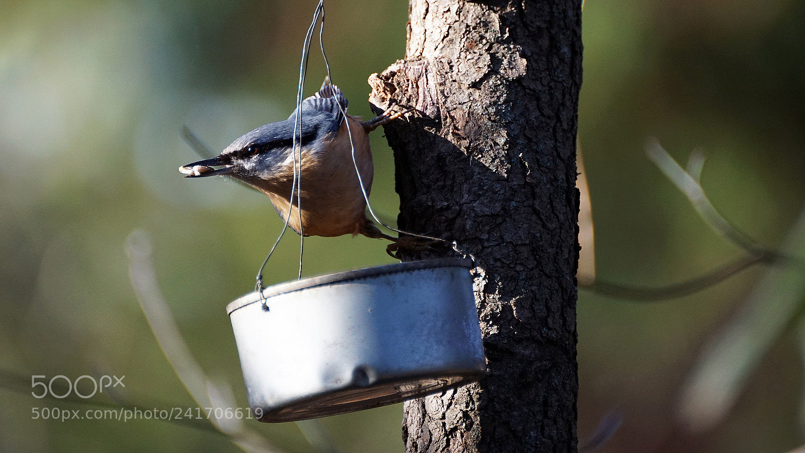 Sony ILCA-77M2 sample photo. Nuthatch - sitta europaea photography